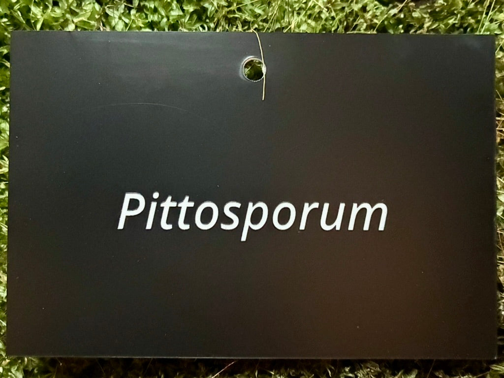 Pittisporum - Plant label