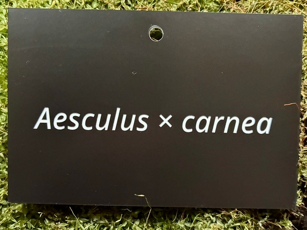 Aesculus × carnea - Plant label