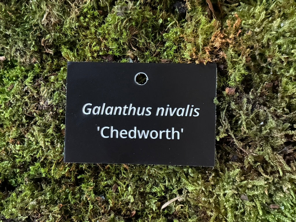 Galanthus nivalis 'Chedworth' - Plant label