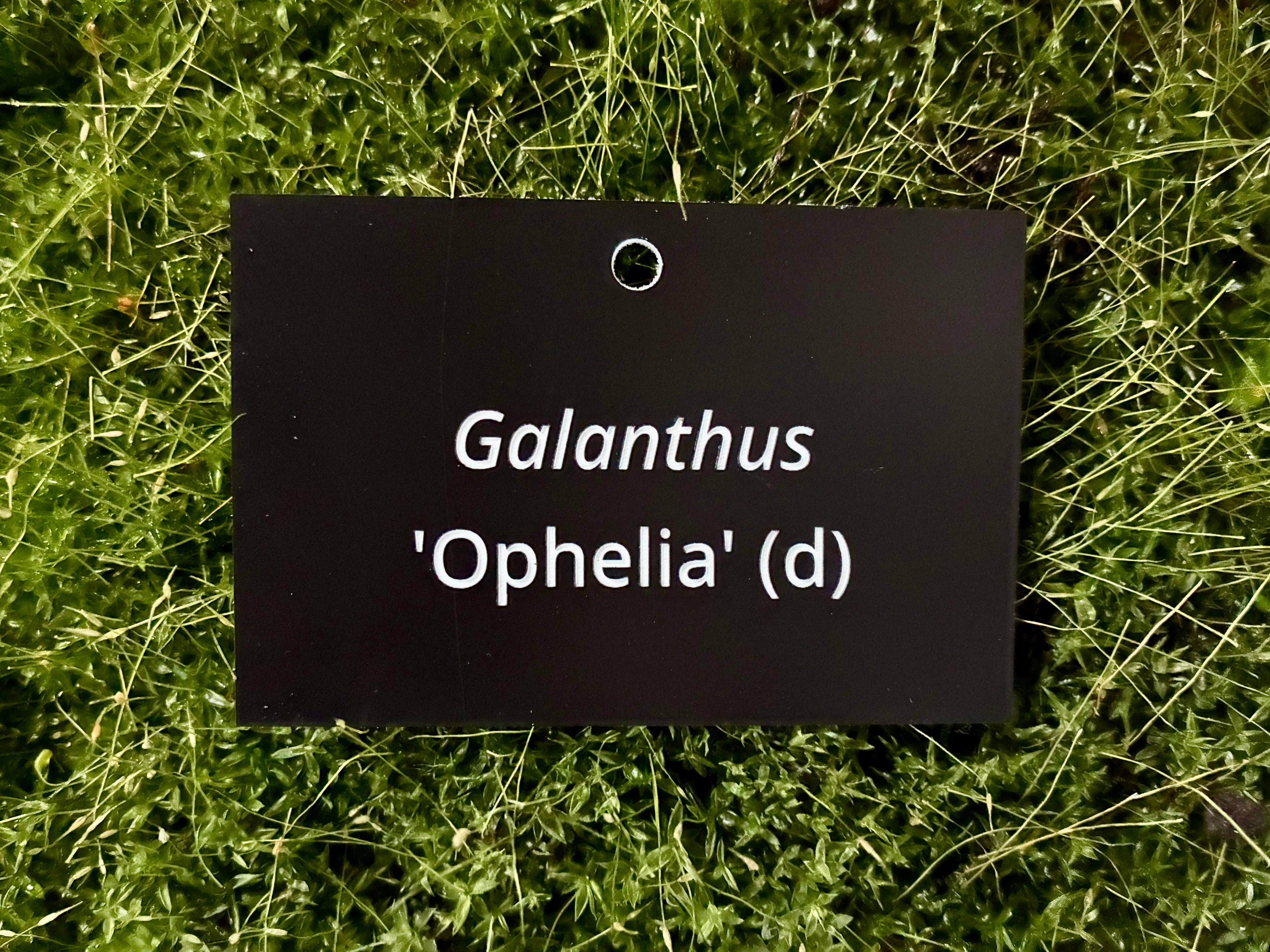 Galanthus 'Ophelia' (d) - Plant label