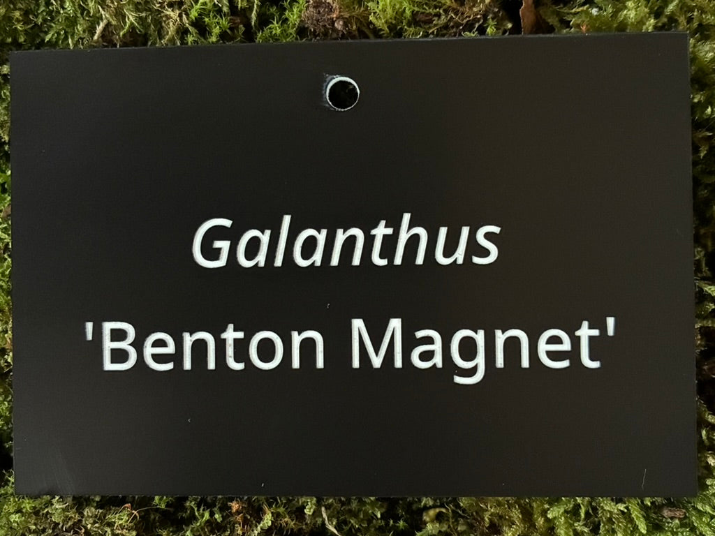 Galanthus 'Benton Magnet' - Plant label