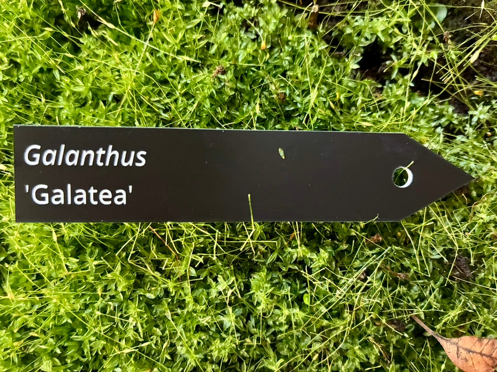 Galanthus 'Galatea' - Plant label