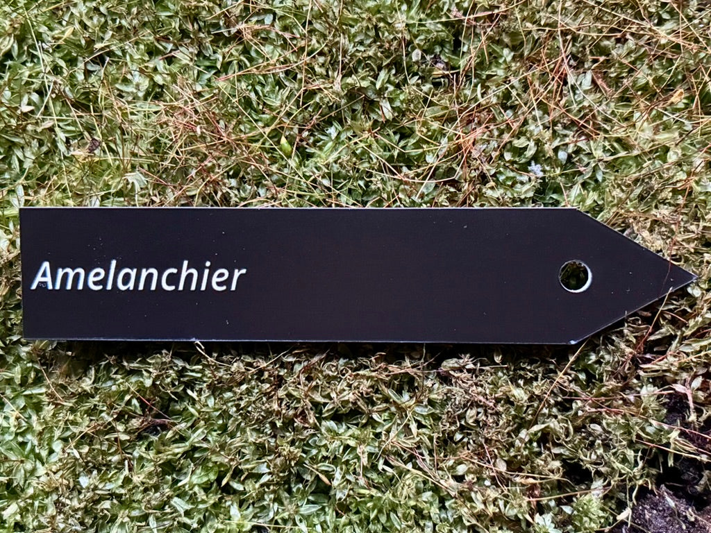 Amelanchier - Plant label