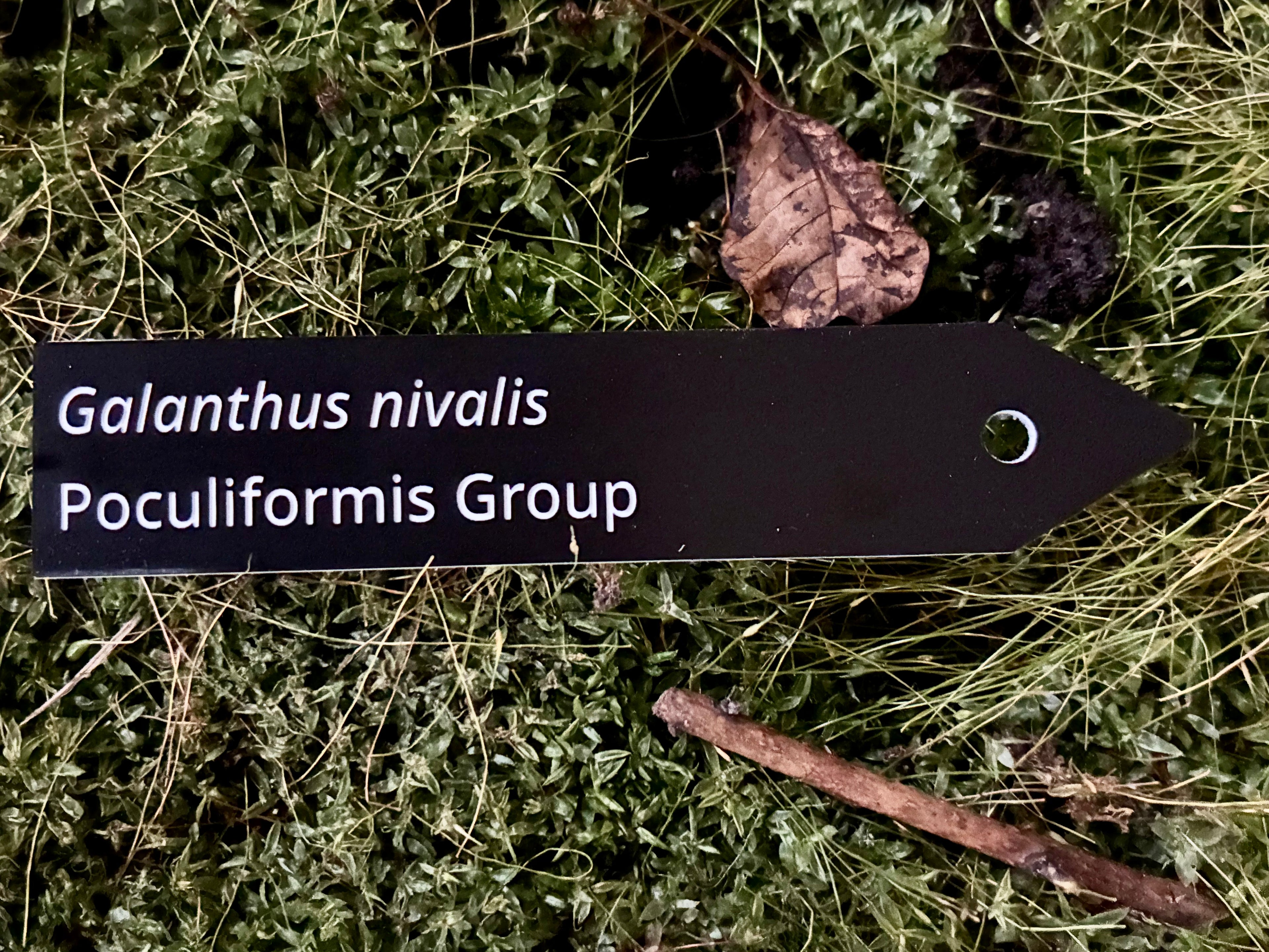 Galanthus nivalis Poculiformis Group - Plant label