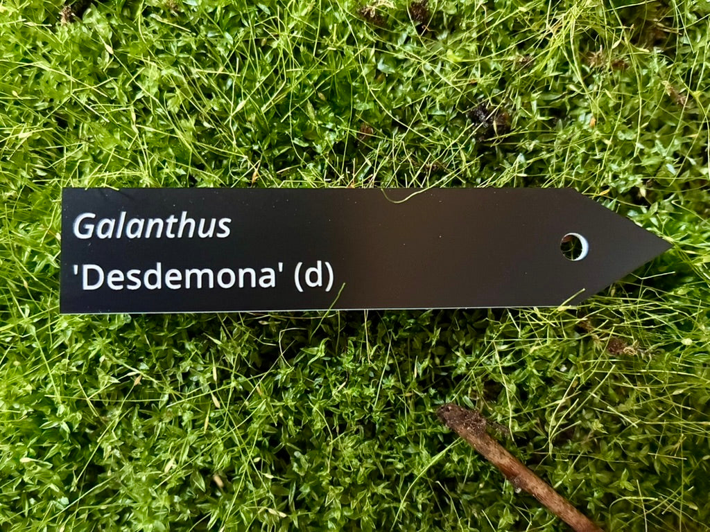 Galanthus 'Desdemona' (d) - Plant label