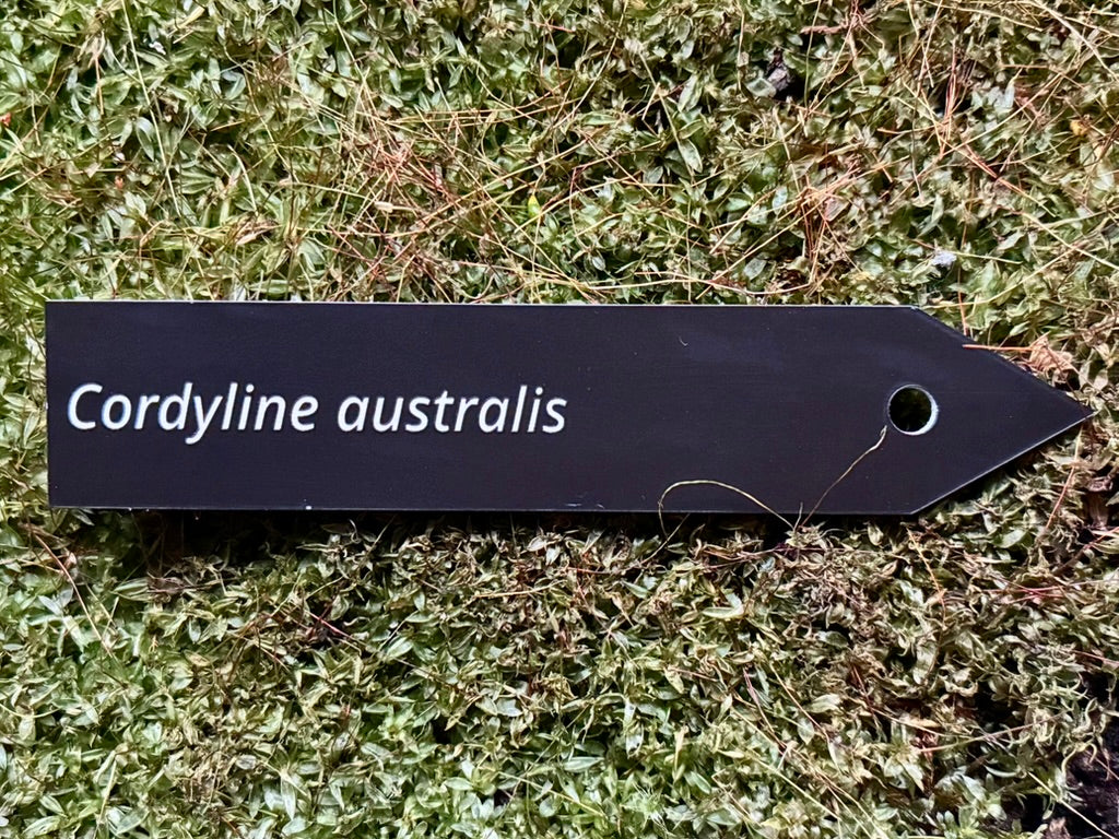 Cordyline australis - Plant label