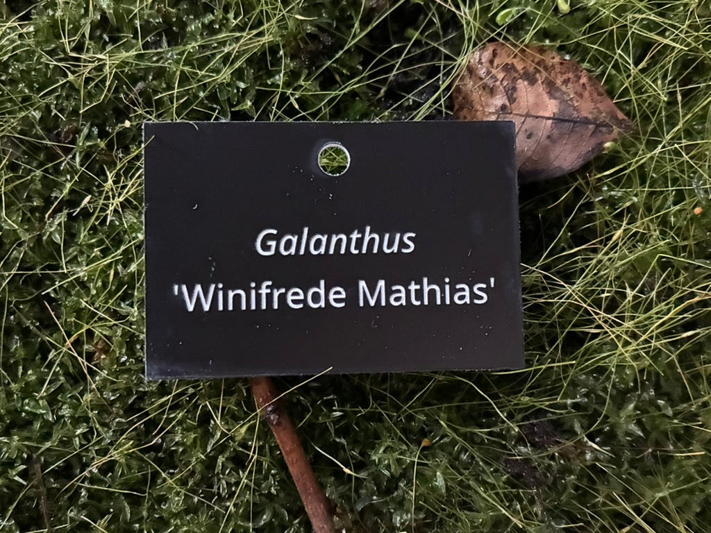 Galanthus 'Winifrede Mathias' - Plant label