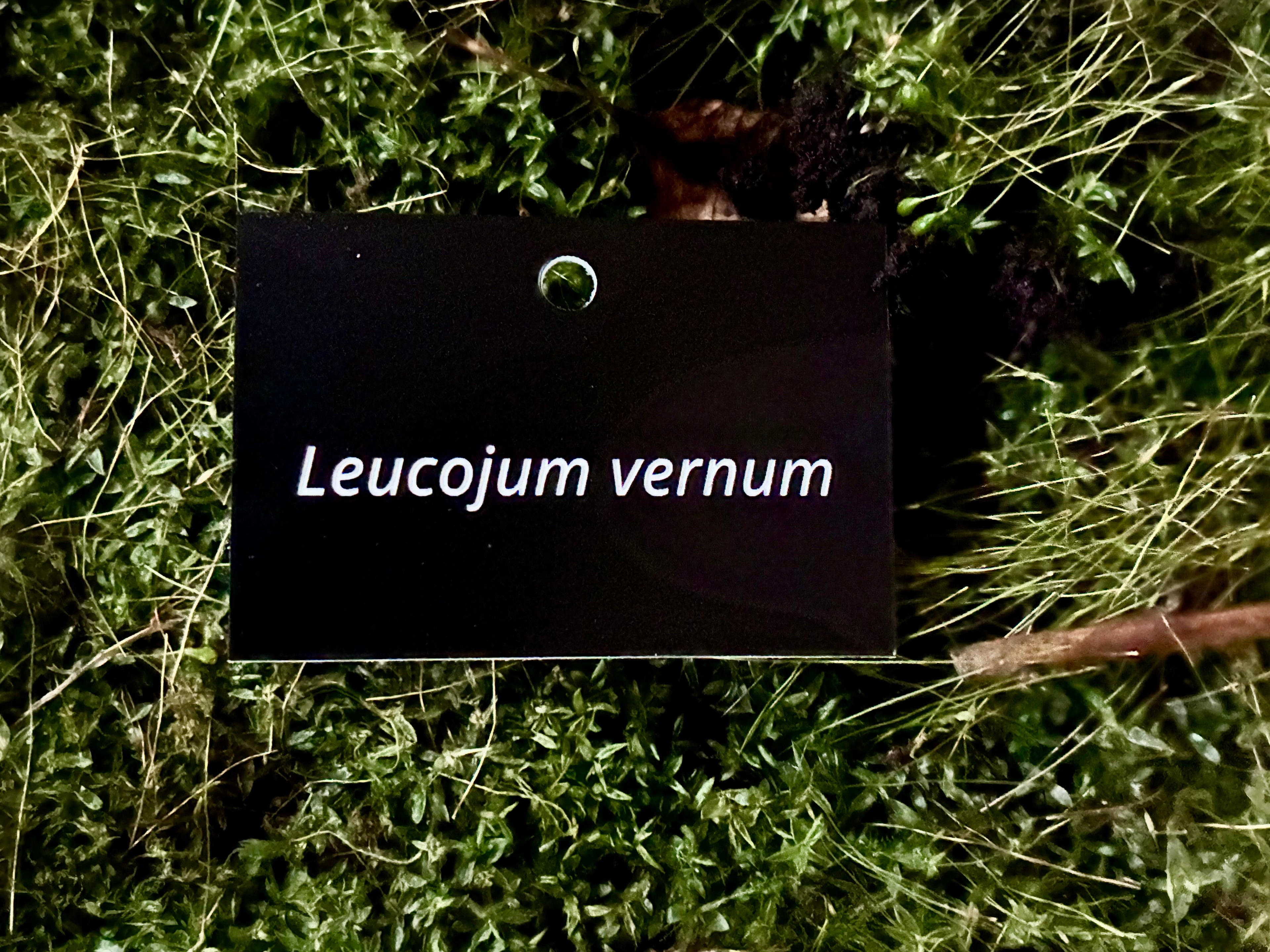 Leucojum vernum - Plant label