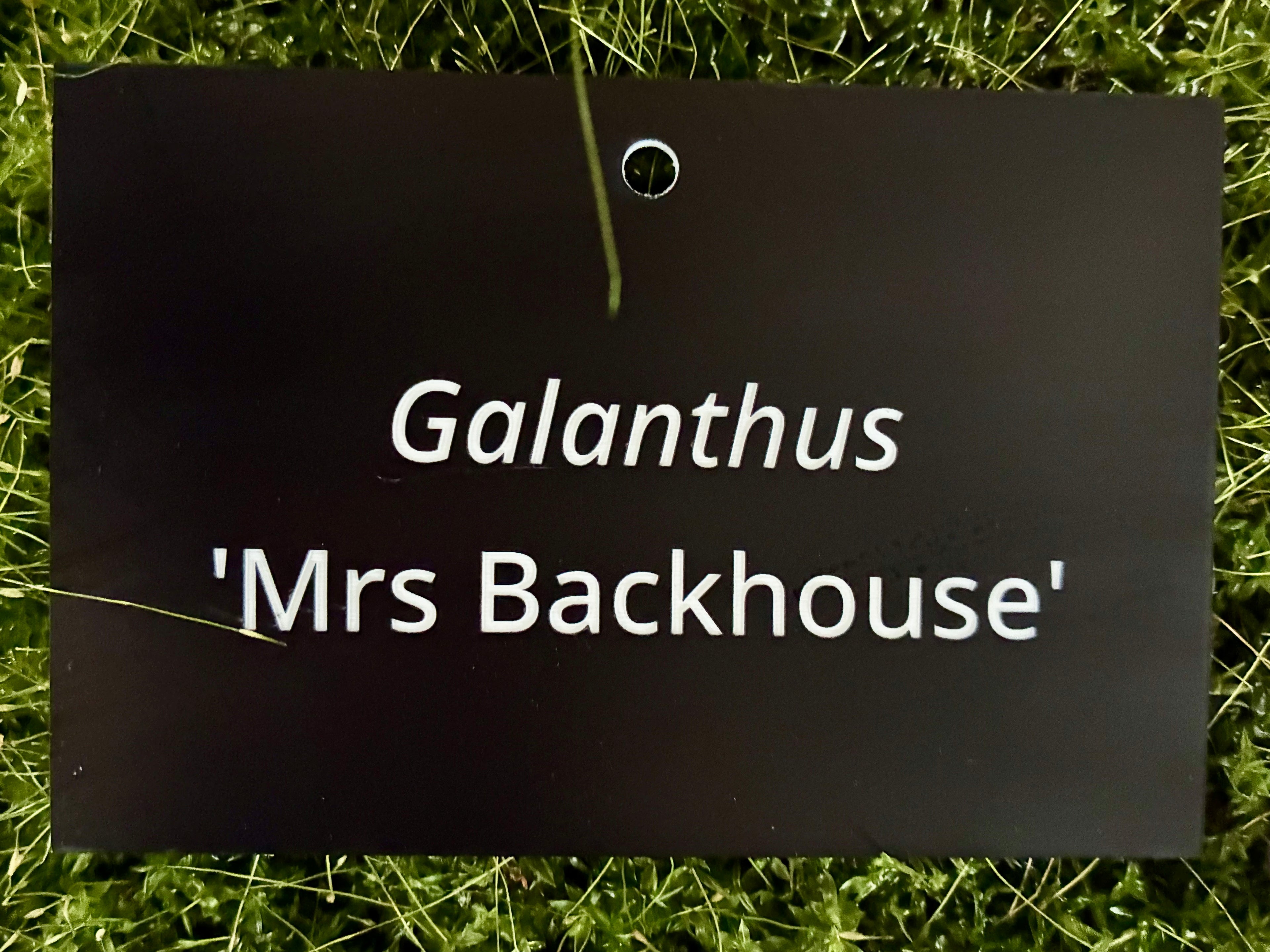 Galanthus 'Mrs Backhouse' - Plant label