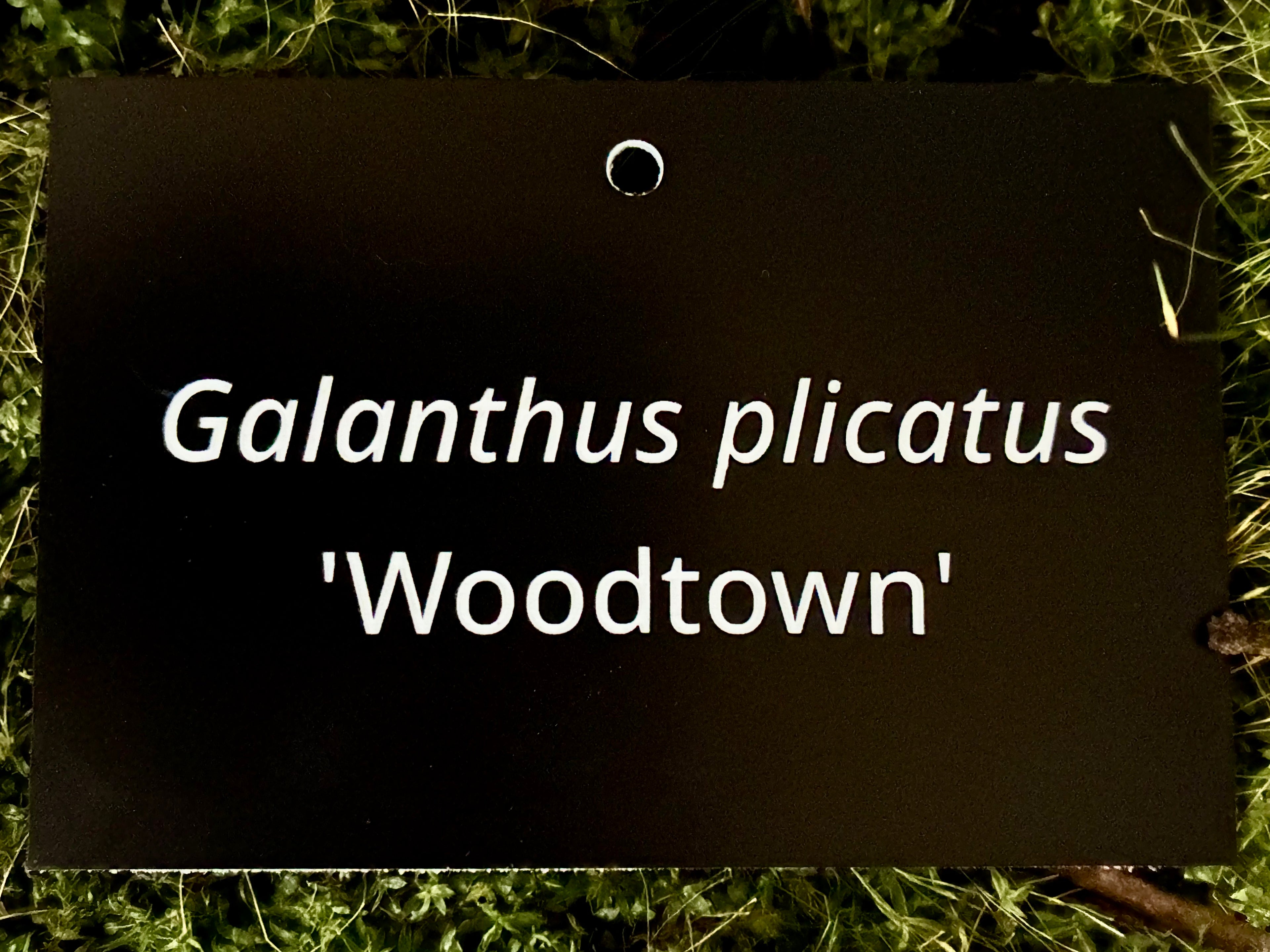 Galanthus plicatus 'Woodtown' - Plant label