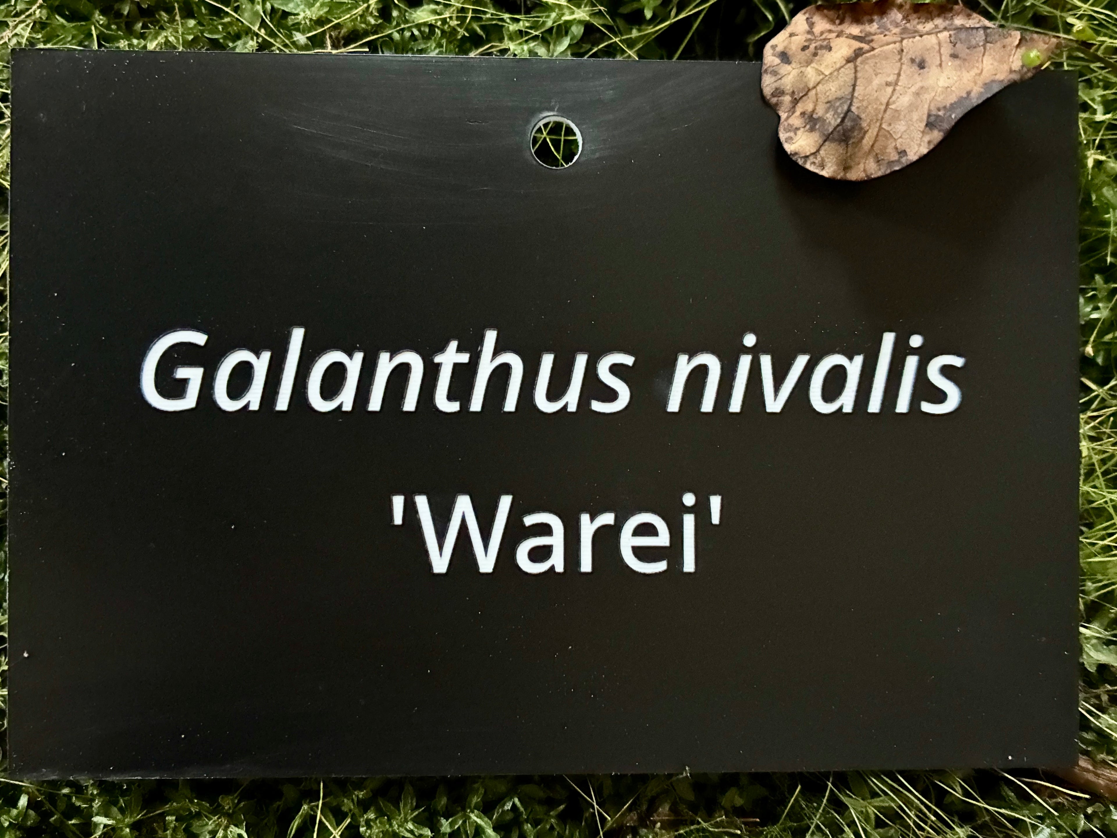 Galanthus nivalis 'Warei' - Plant label