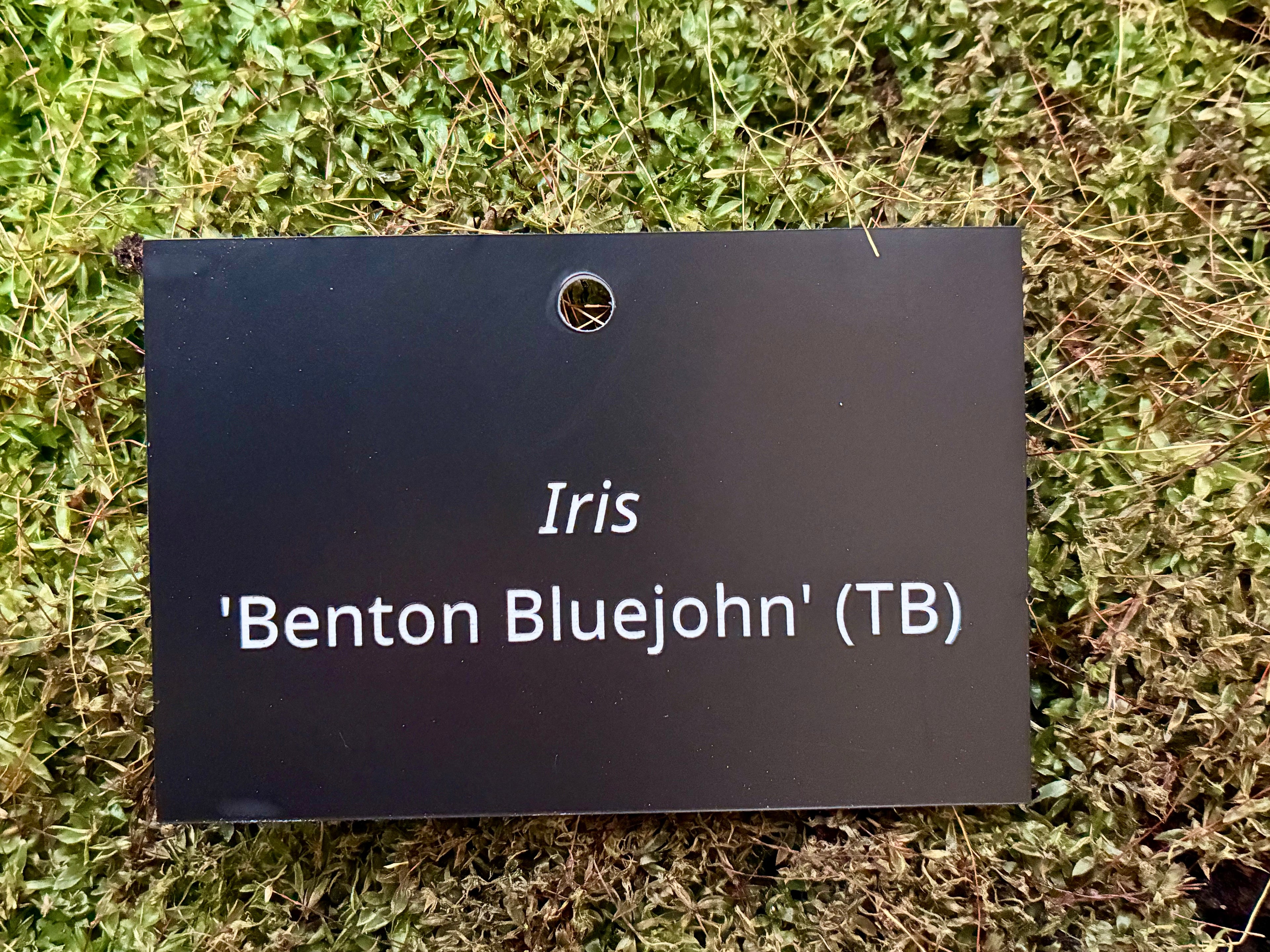 Iris 'Benton Bluejohn' (TB) - Plant label