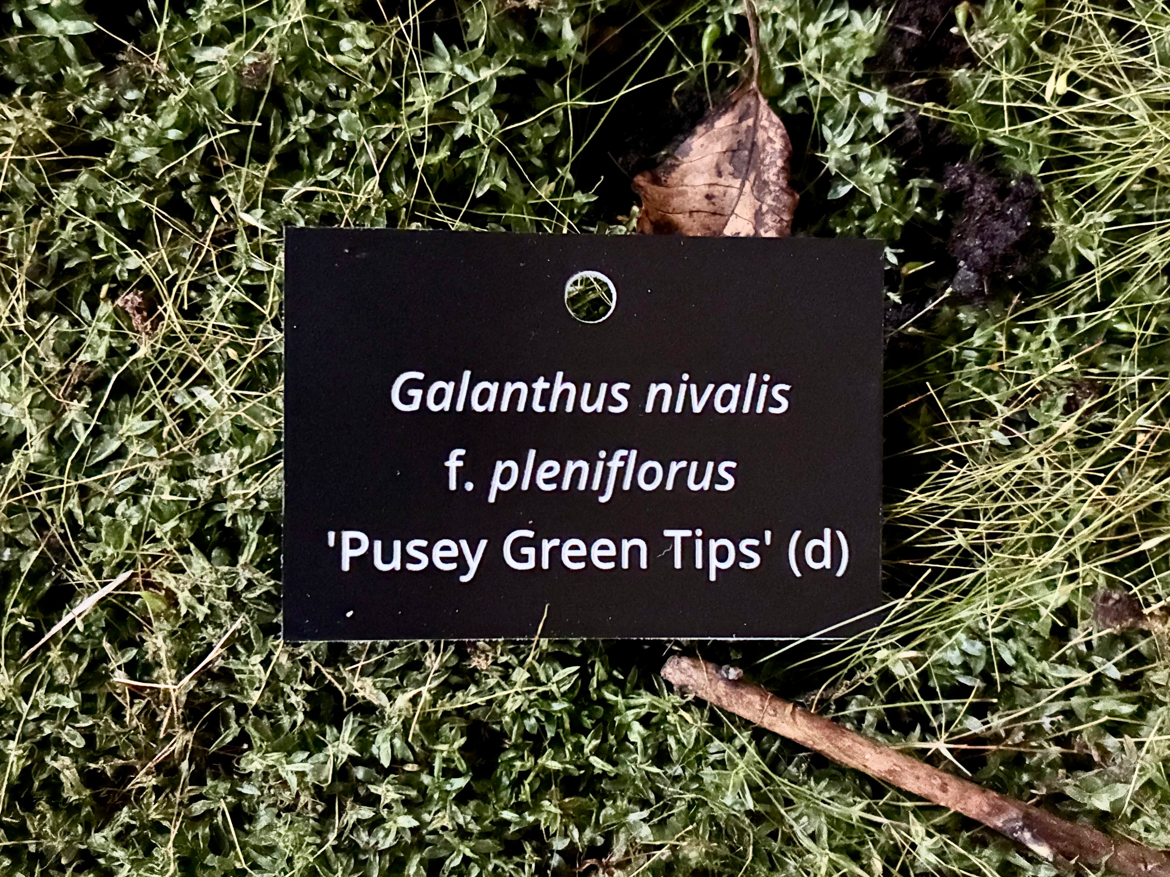 Galanthus nivalis f. pleniflorus 'Pusey Green Tips' (d) - Plant label