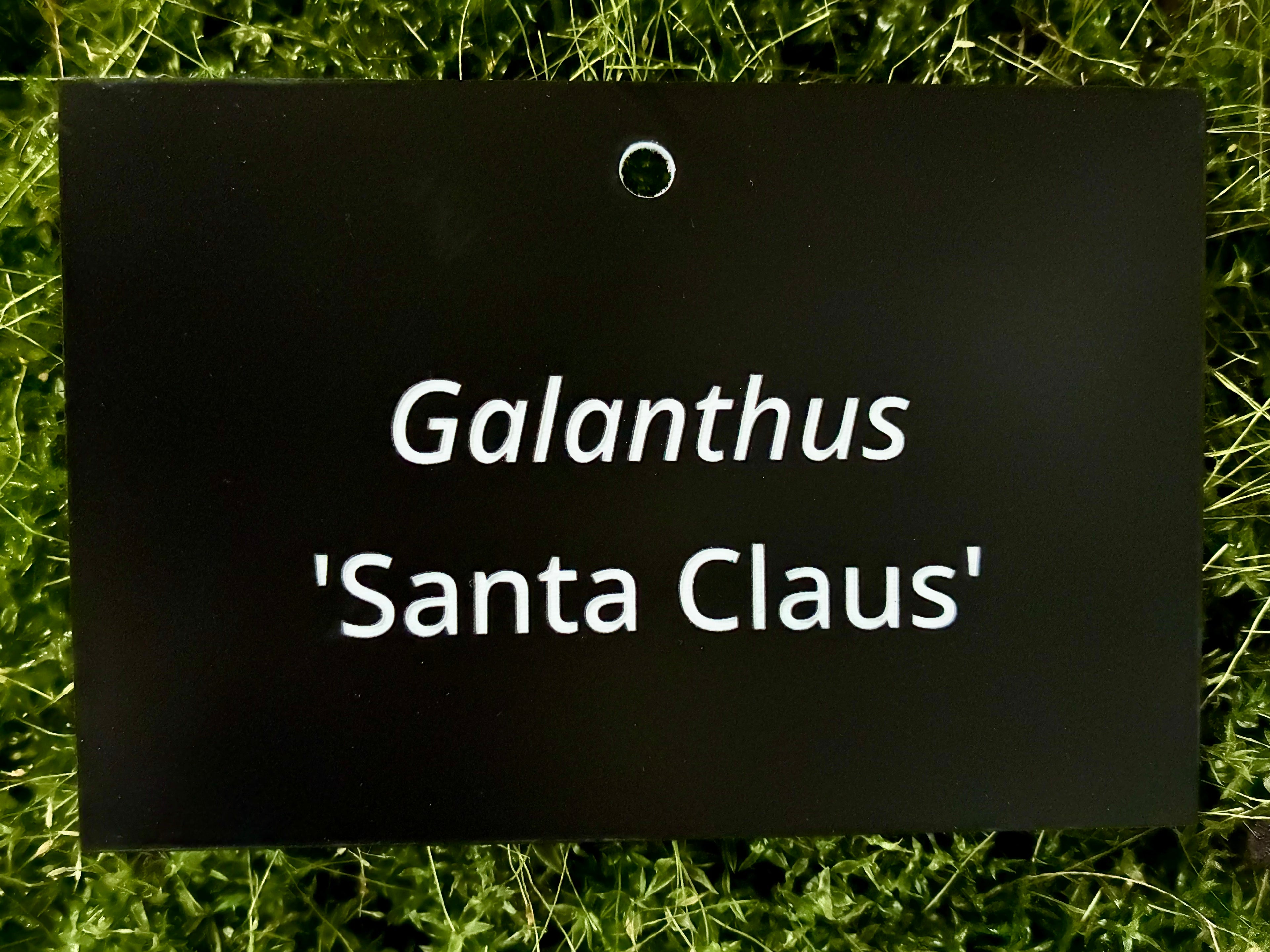 Galanthus 'Santa Claus' - Plant label