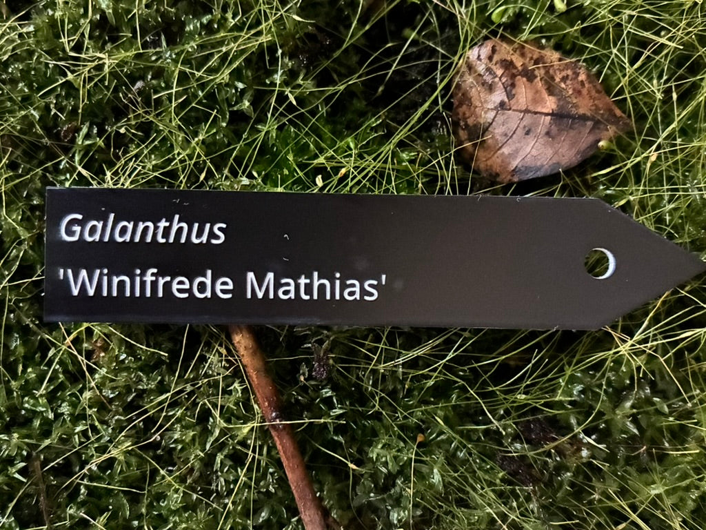 Galanthus 'Winifrede Mathias' - Plant label