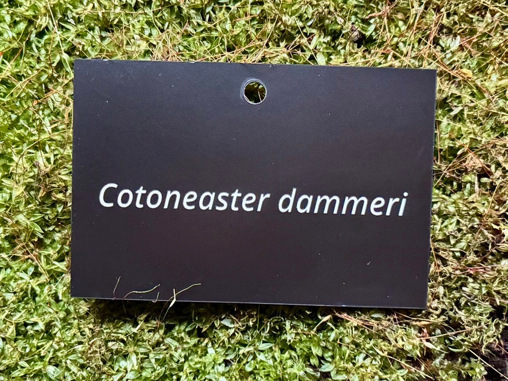 Cotoneaster dammeri - Plant label