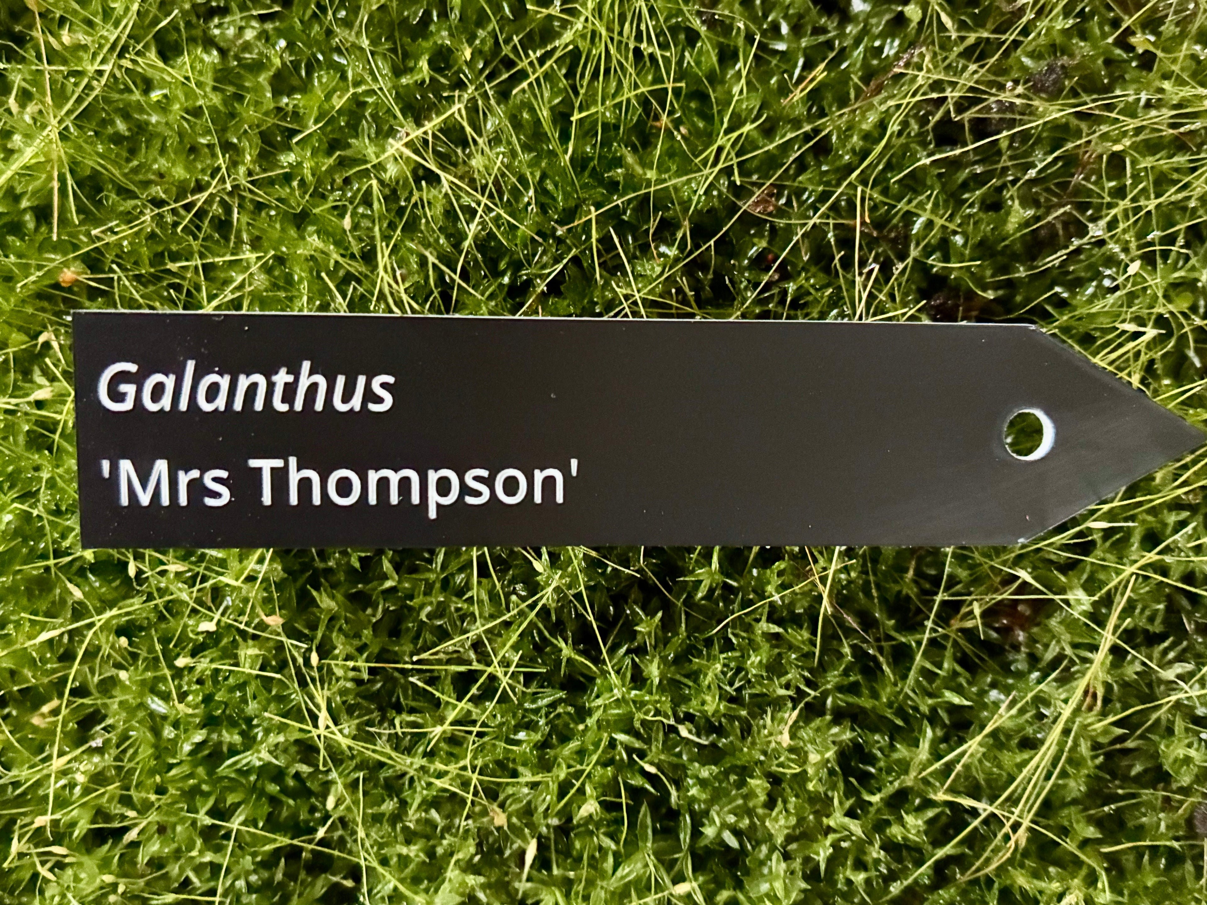 Galanthus 'Mrs Thompson' - Plant label