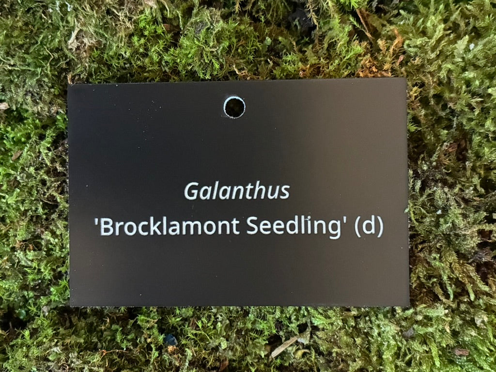 Galanthus 'Brocklamont Seedling' (d) - Plant label
