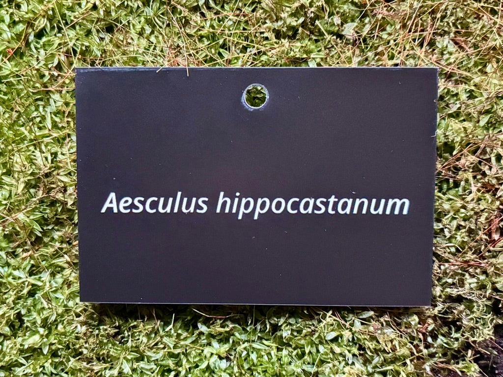 Aesculus hippocastanum - Plant label