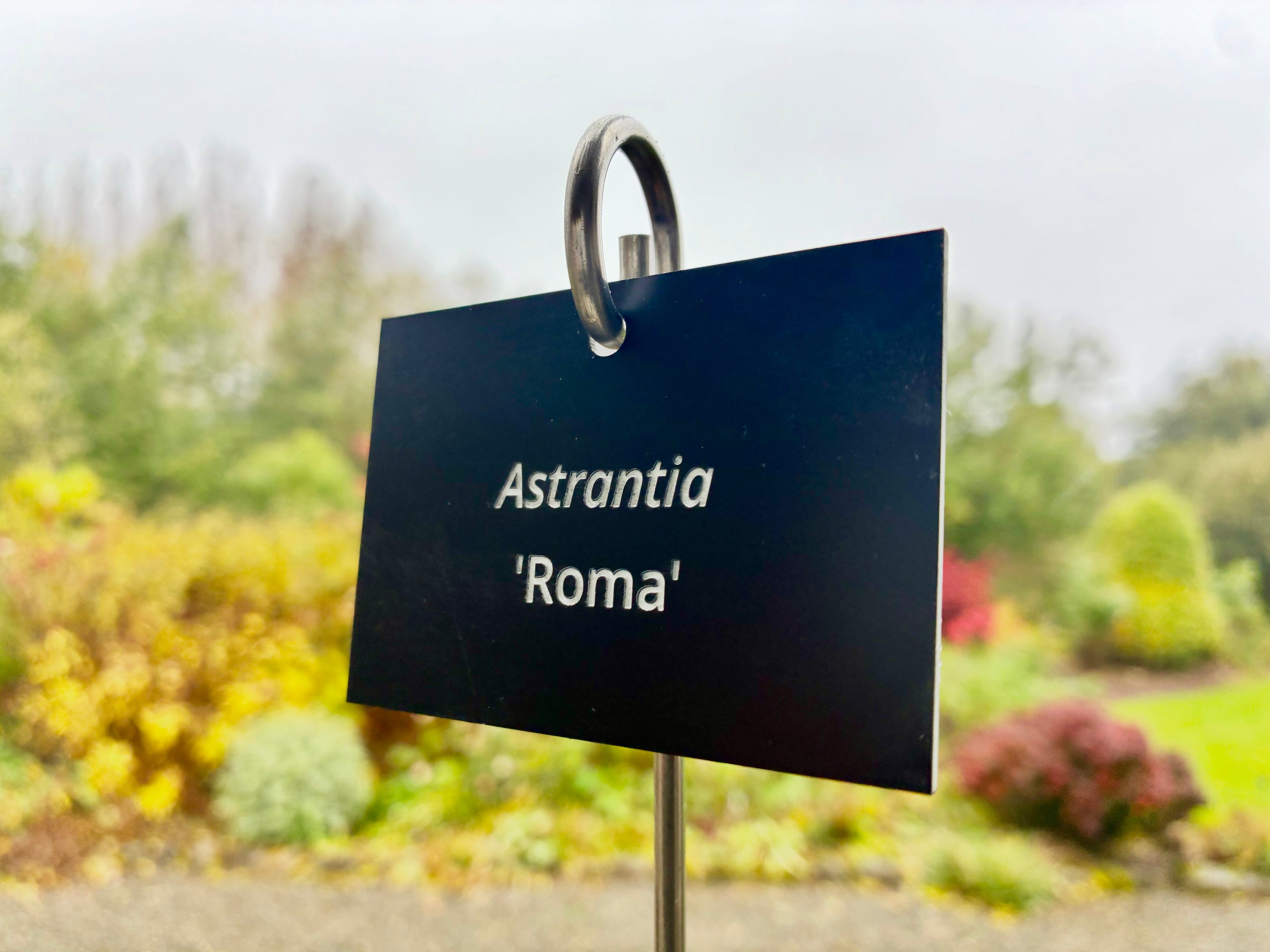 Astrantia 'Roma' - Plant label