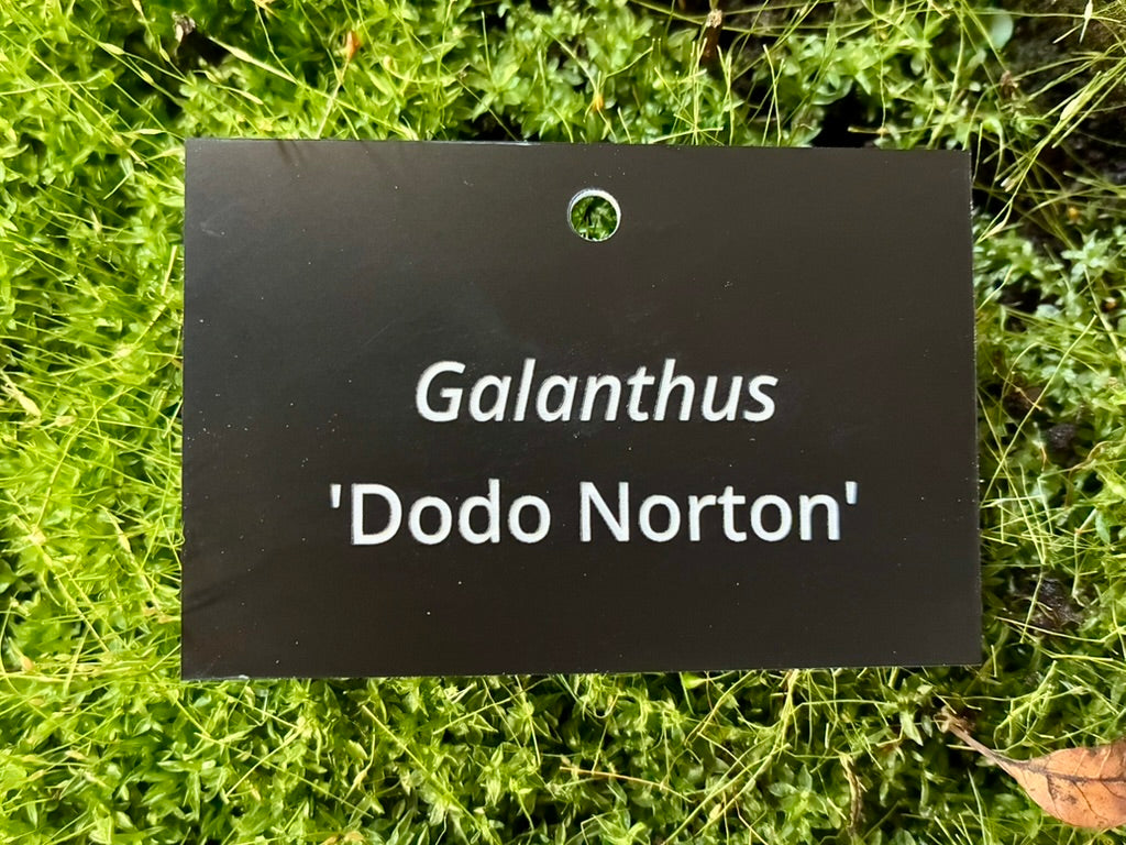 Galanthus 'Dodo Norton' - Plant label