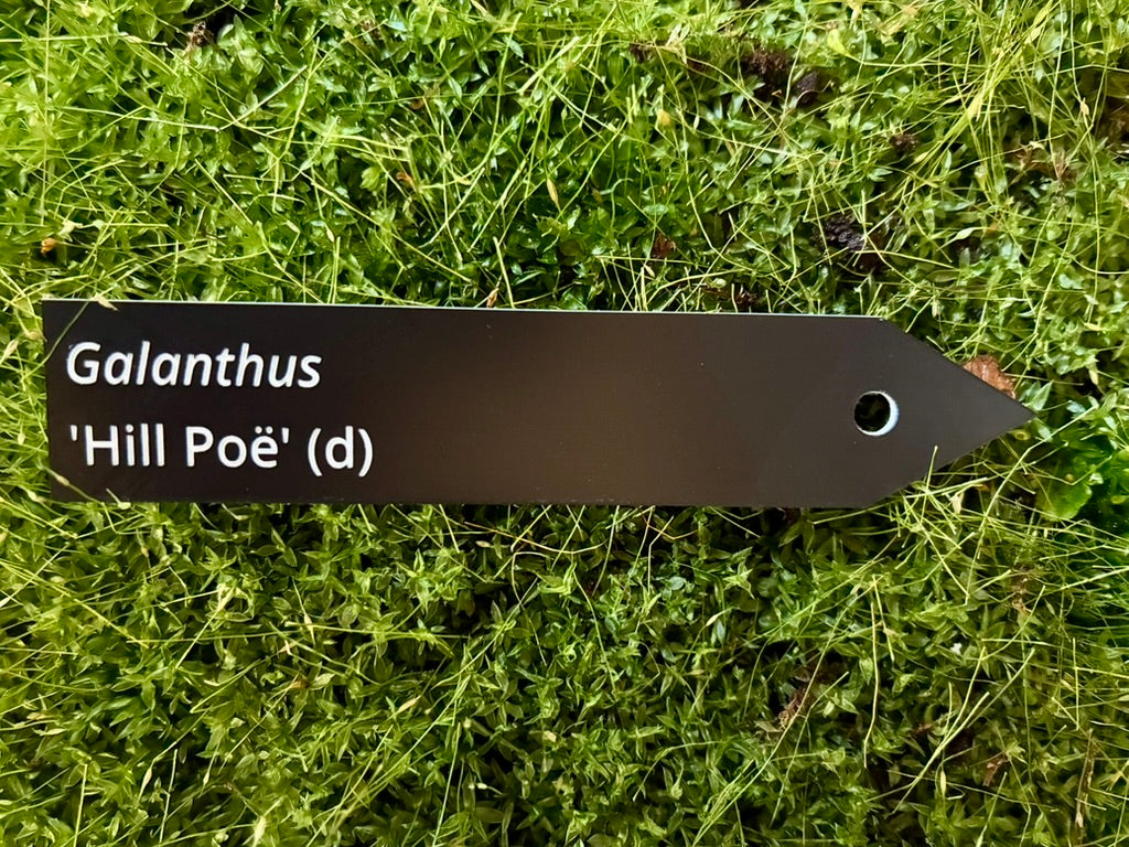 Galanthus 'Hill Poë' (d) - Plant label
