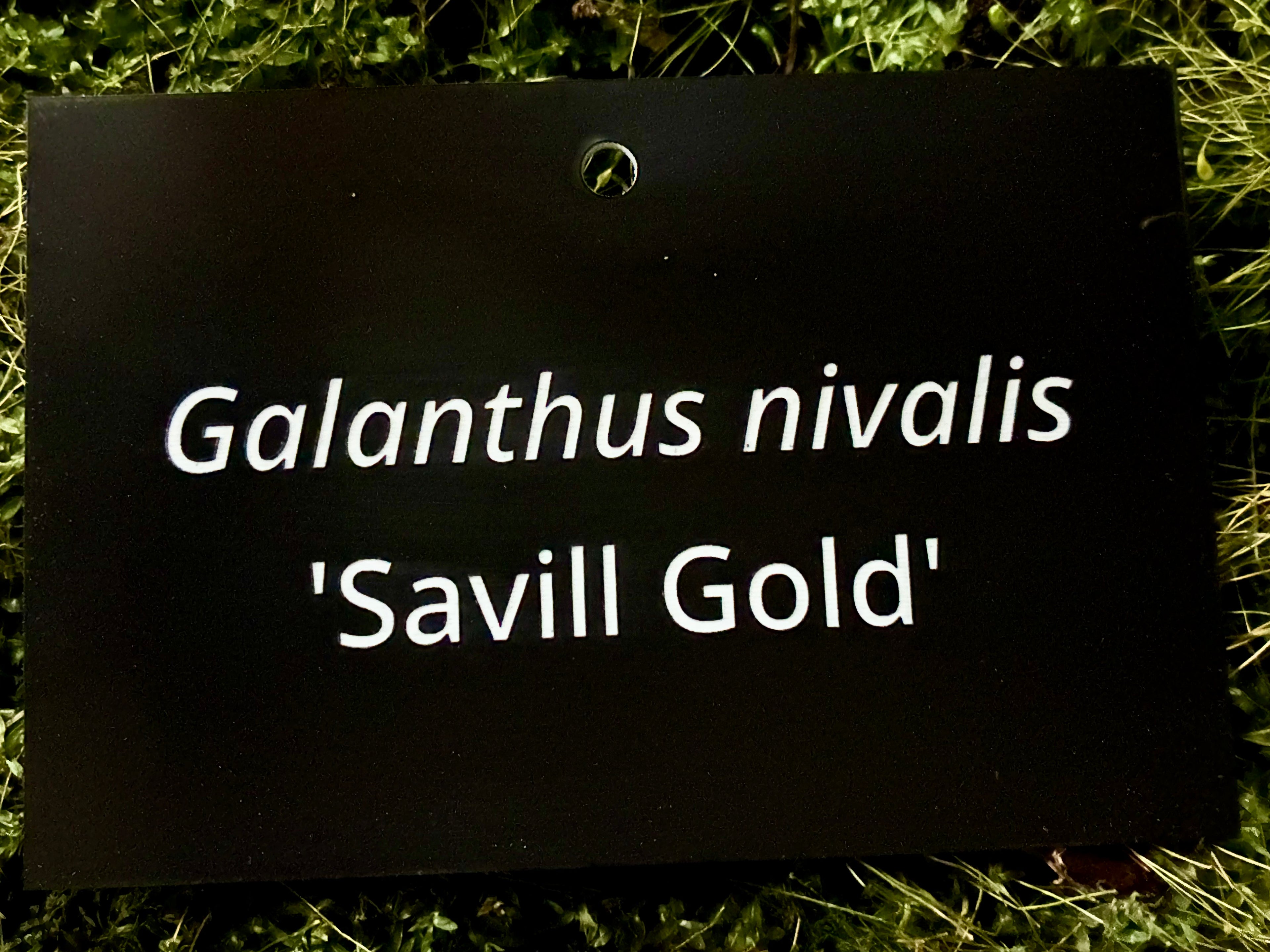 Galanthus nivalis 'Savill Gold' - Plant label