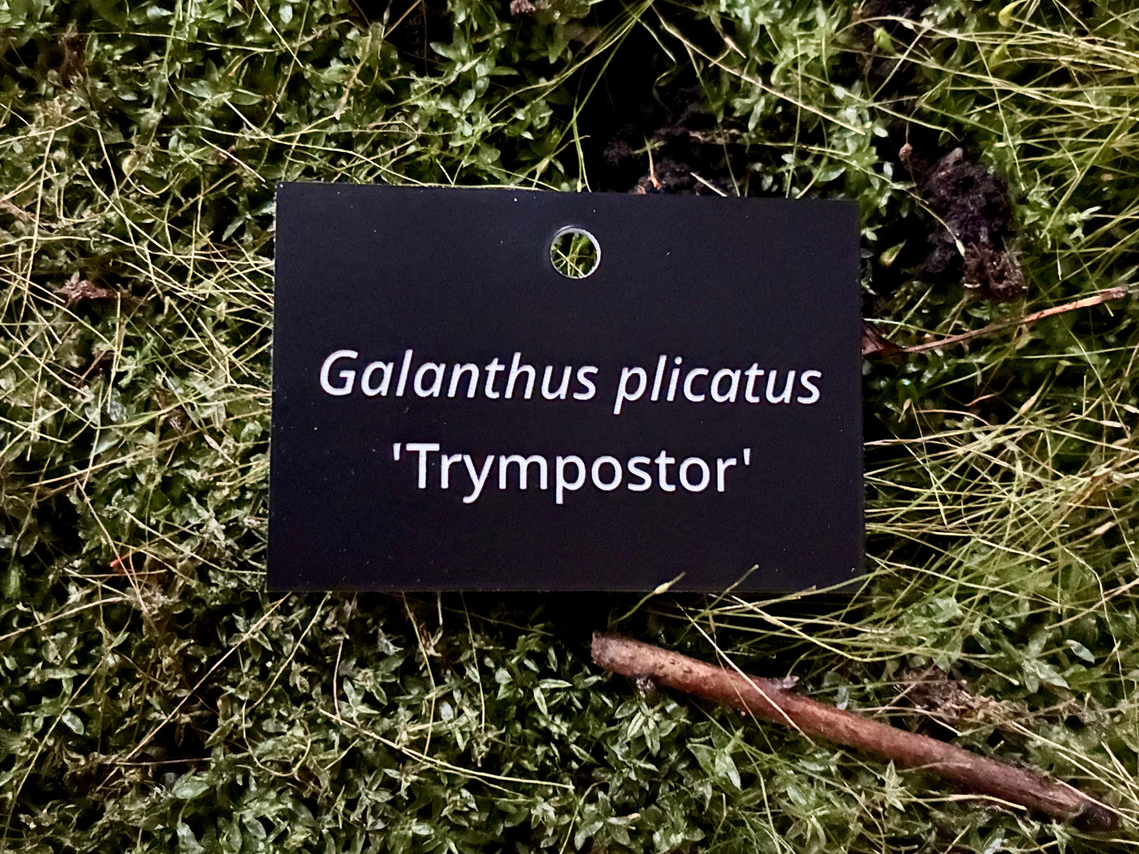 Galanthus plicatus 'Trympostor' - Plant label