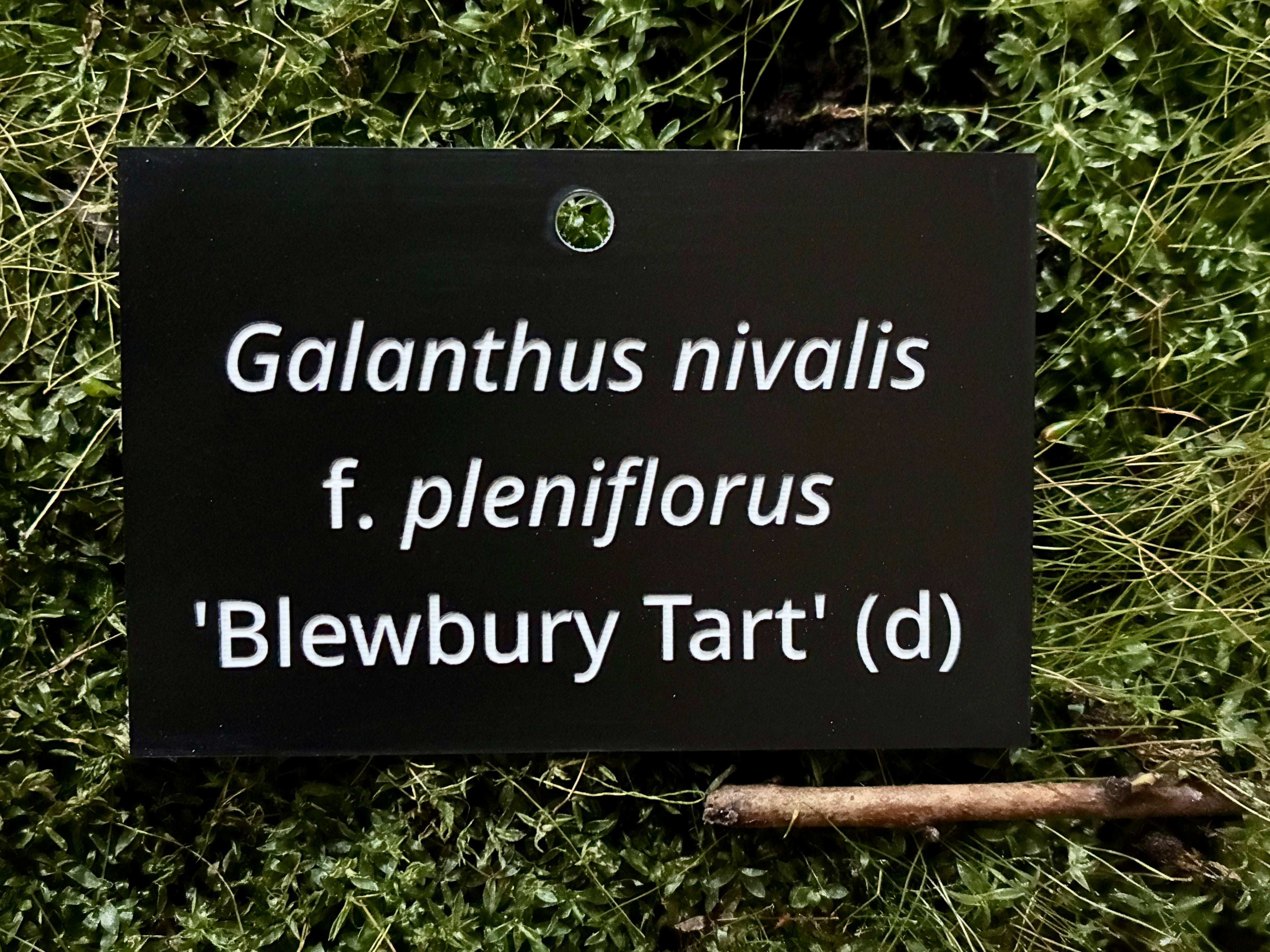 Galanthus nivalis f. pleniflorus 'Blewbury Tart' (d) - Plant label
