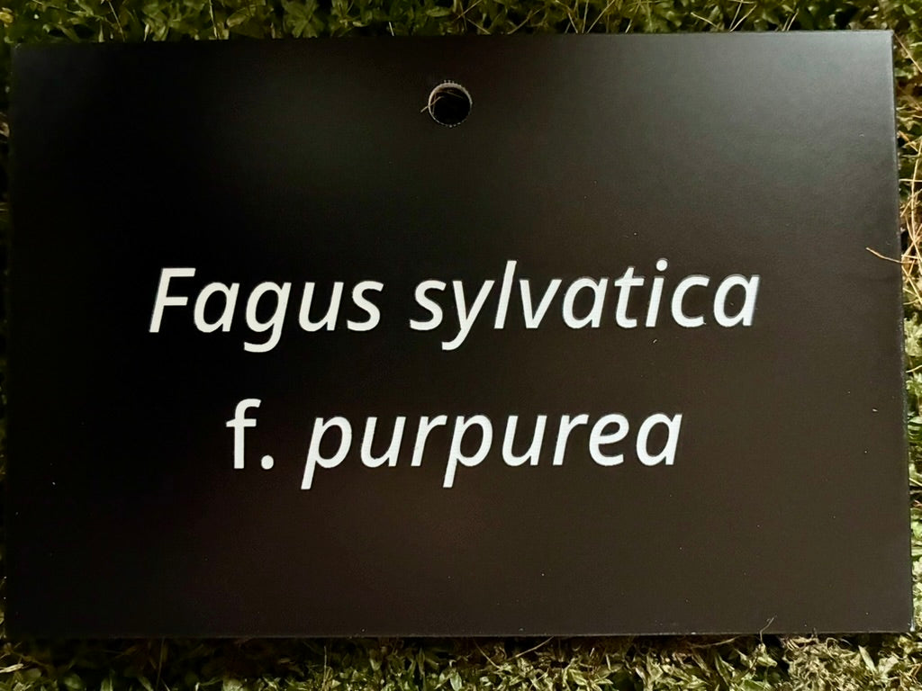 Fagus sylvatica f. purpurea - Plant label