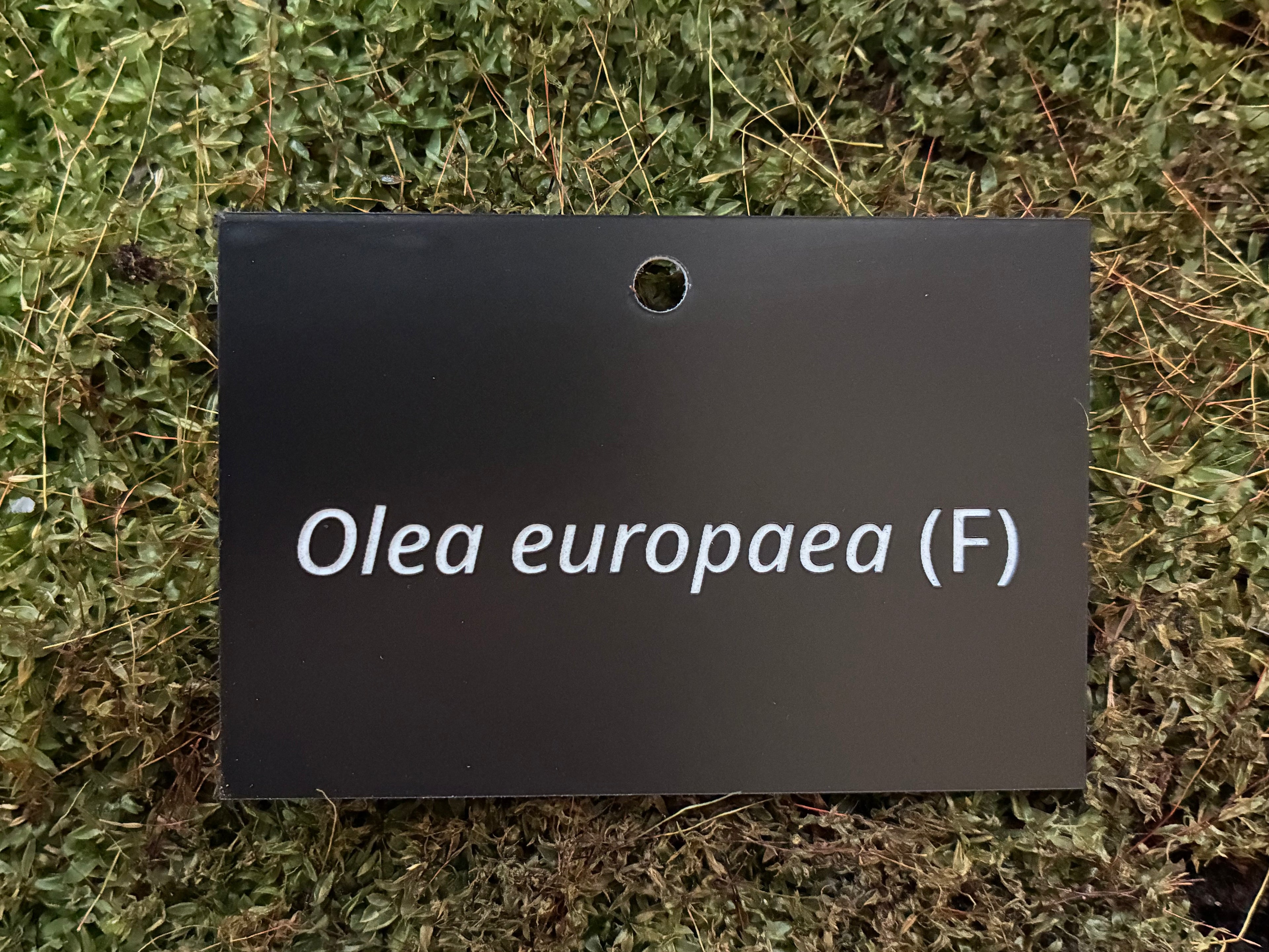 Olea europaea (F) - Plant label