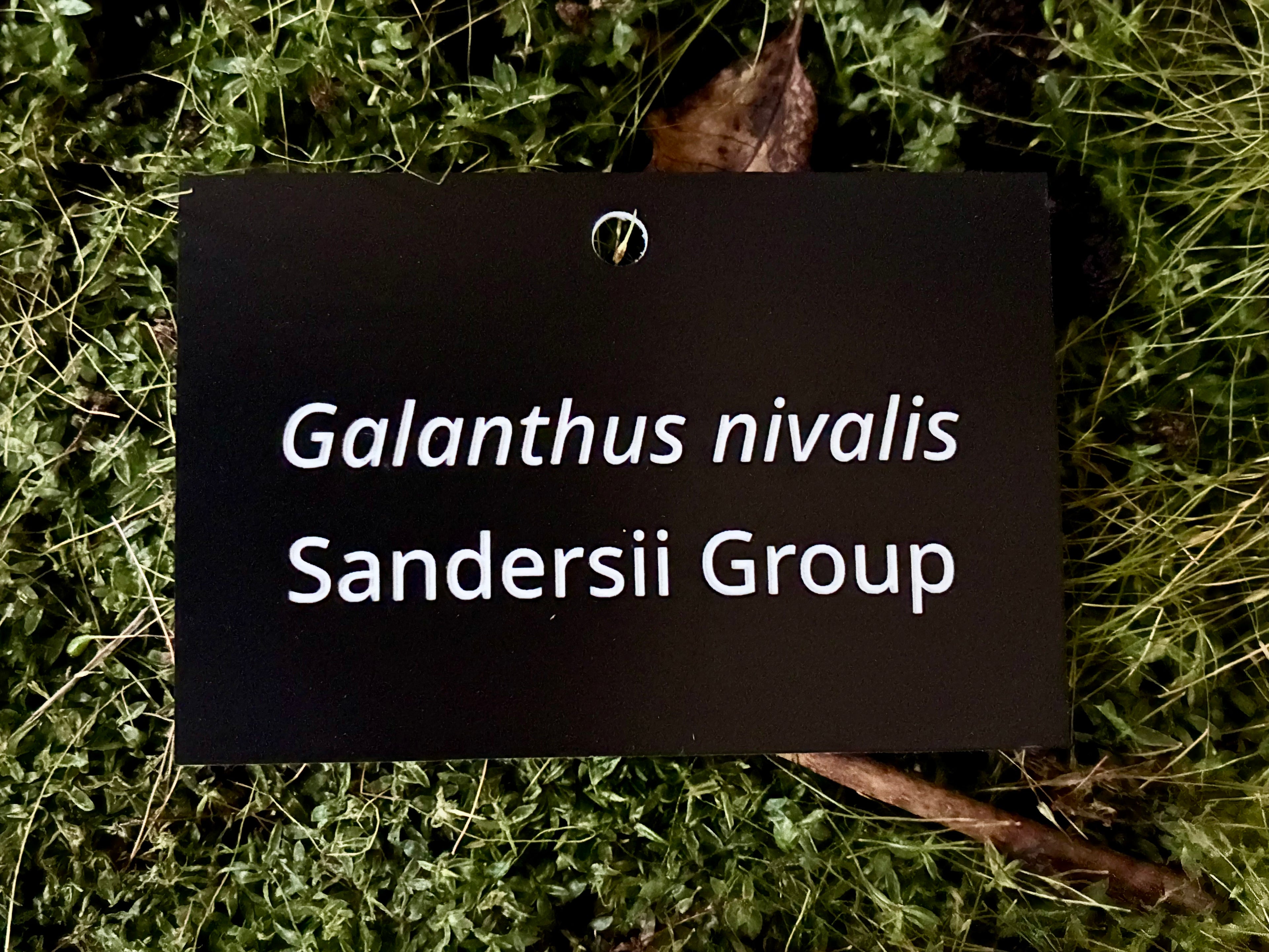 Galanthus nivalis Sandersii Group - Plant label