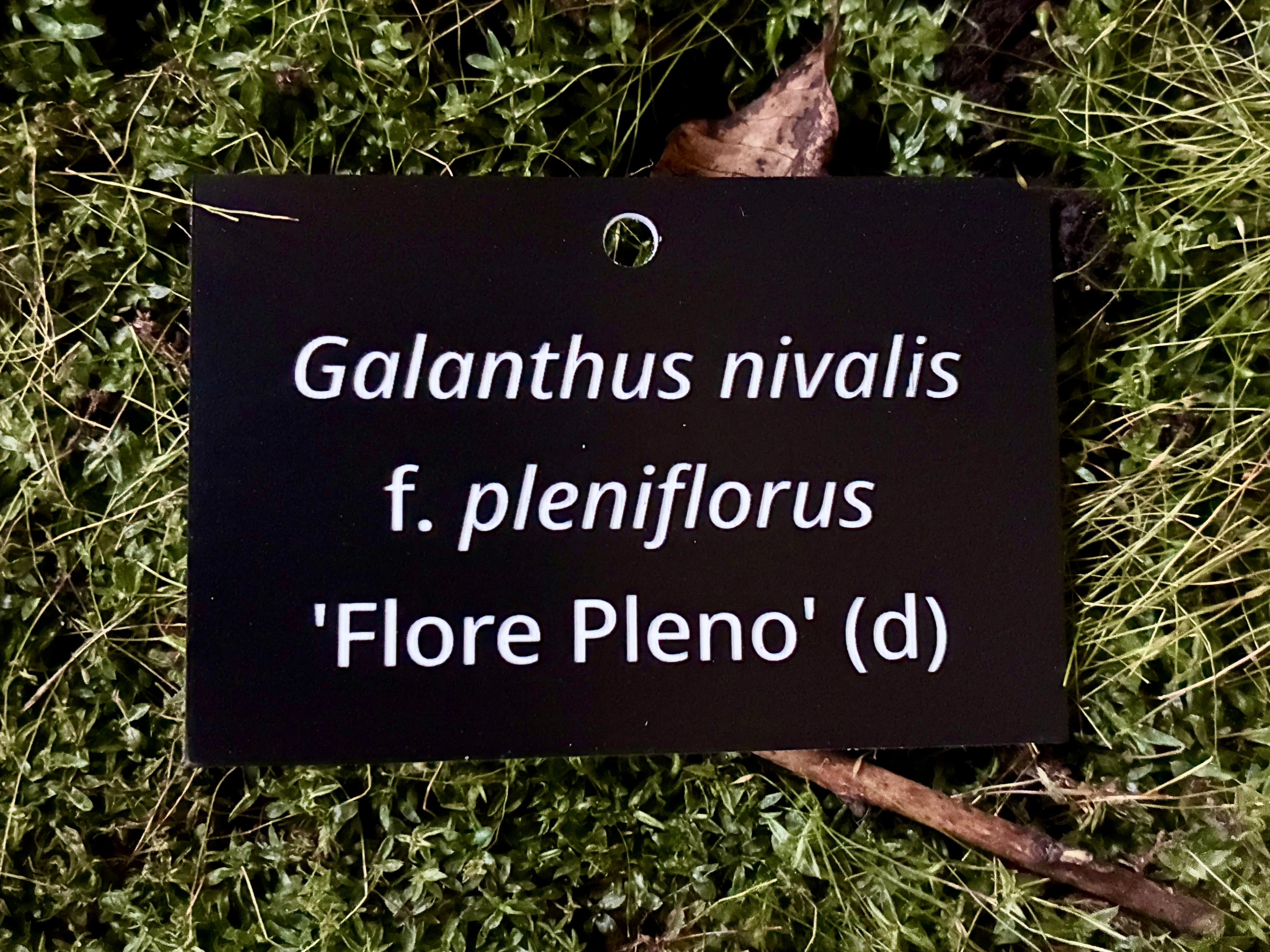 Galanthus nivalis f. pleniflorus 'Flore Pleno' (d) - Plant label