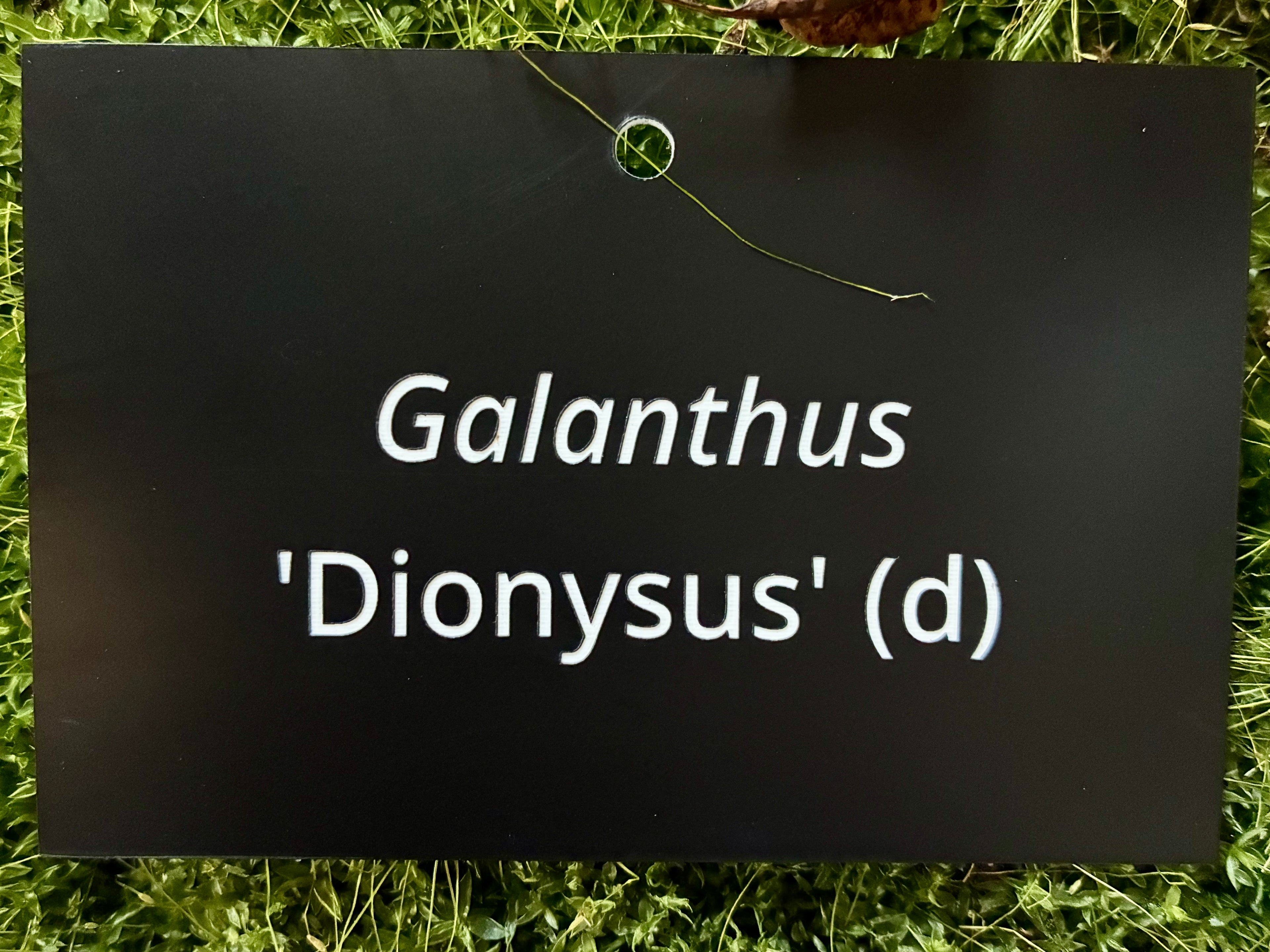 Galanthus 'Dionysus' (d) - Plant label