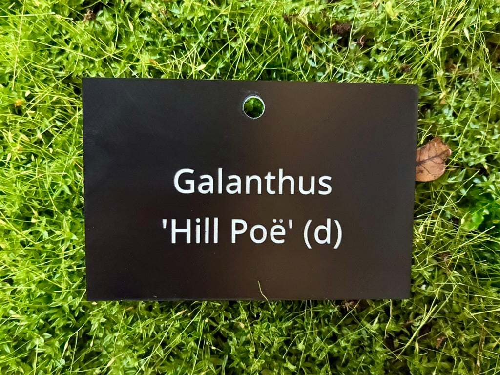 Galanthus 'Hill Poë' (d) - Plant label