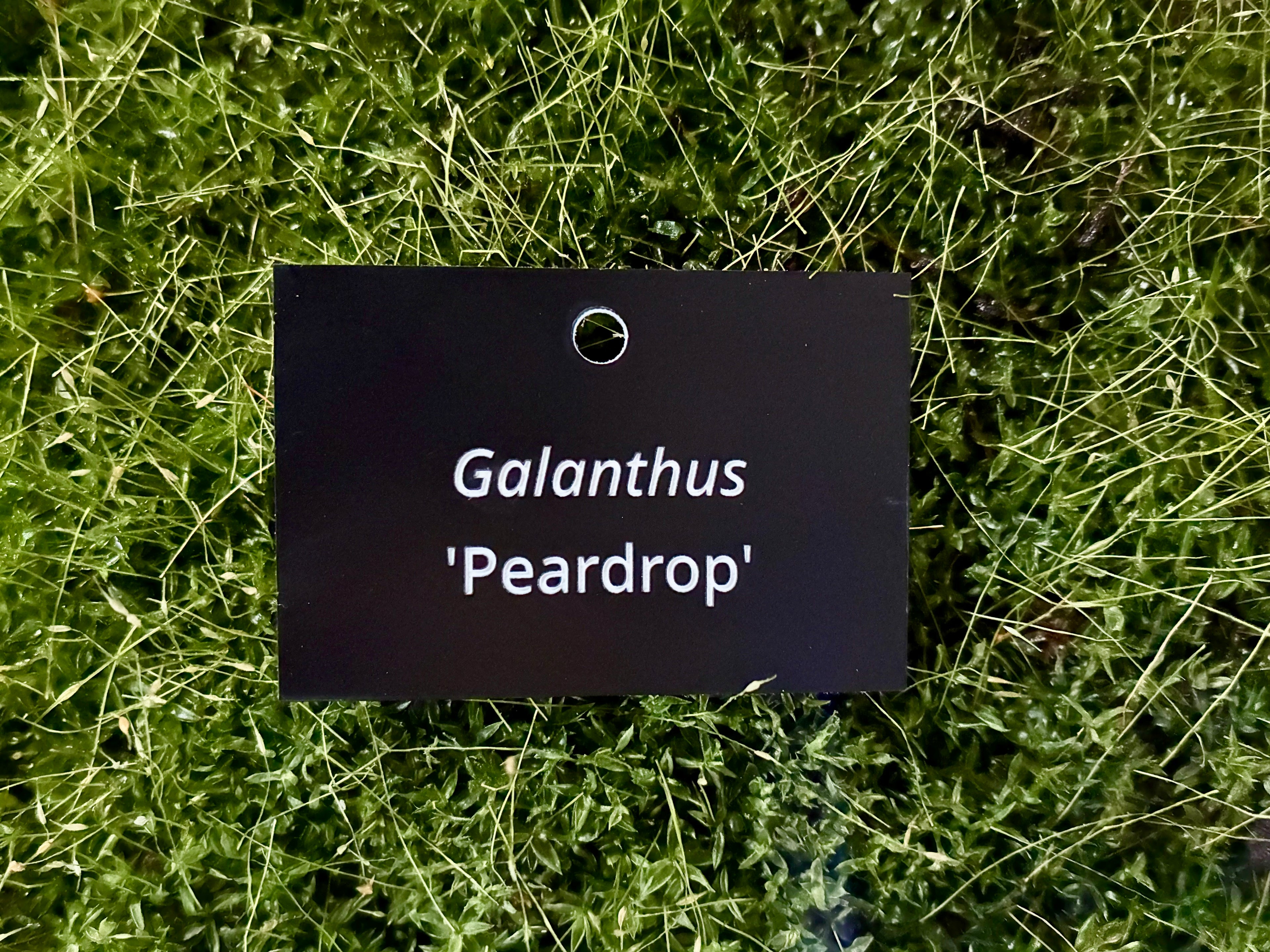 Galanthus 'Peardrop' - Plant label