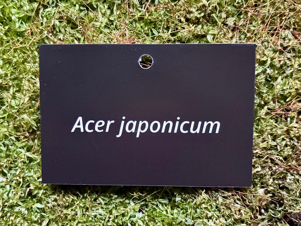 Acer japonicum - Plant label