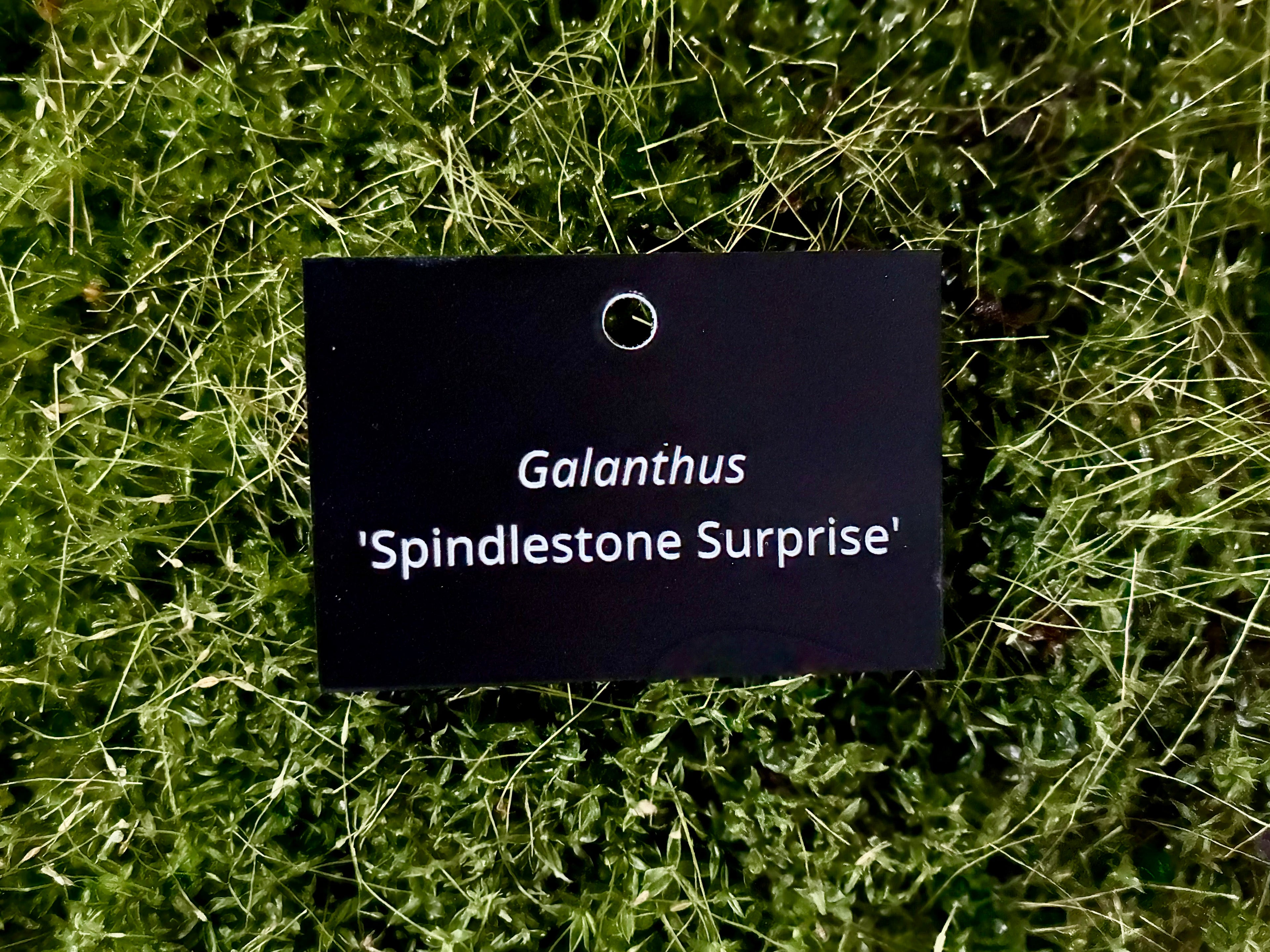 Galanthus 'Spindlestone Surprise' - Plant label