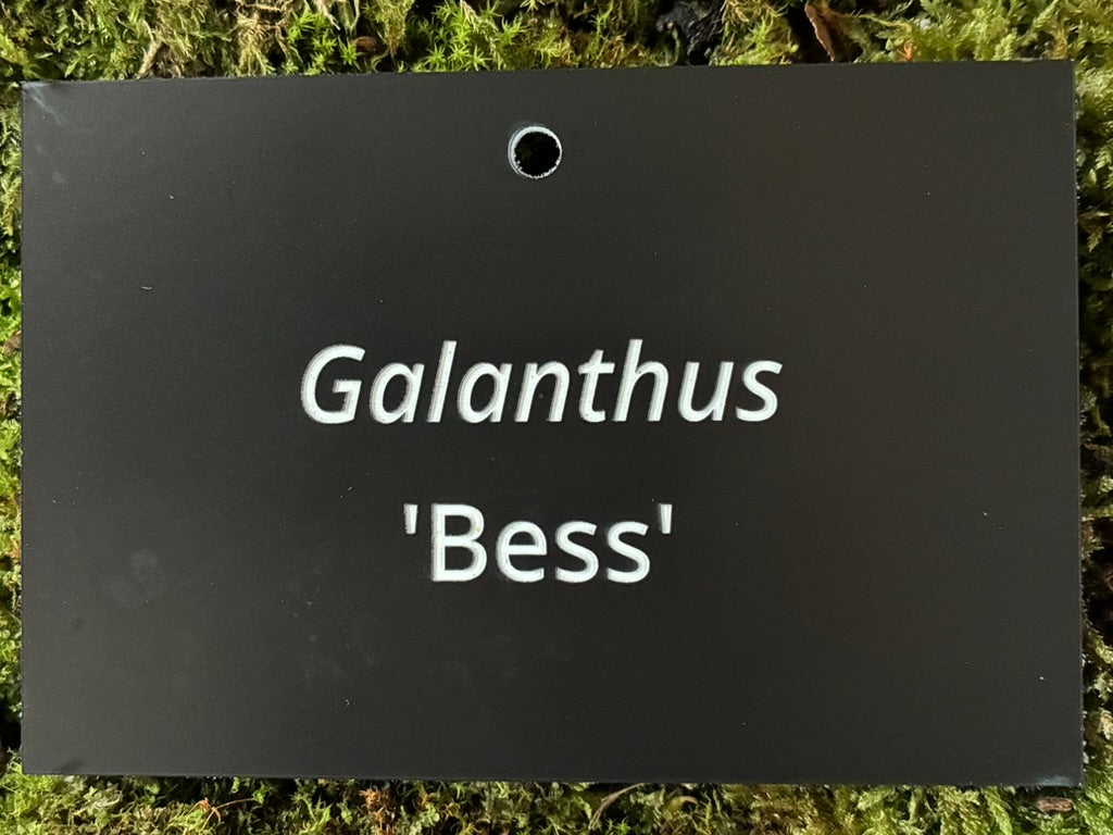 Galanthus 'Bess' - Plant label