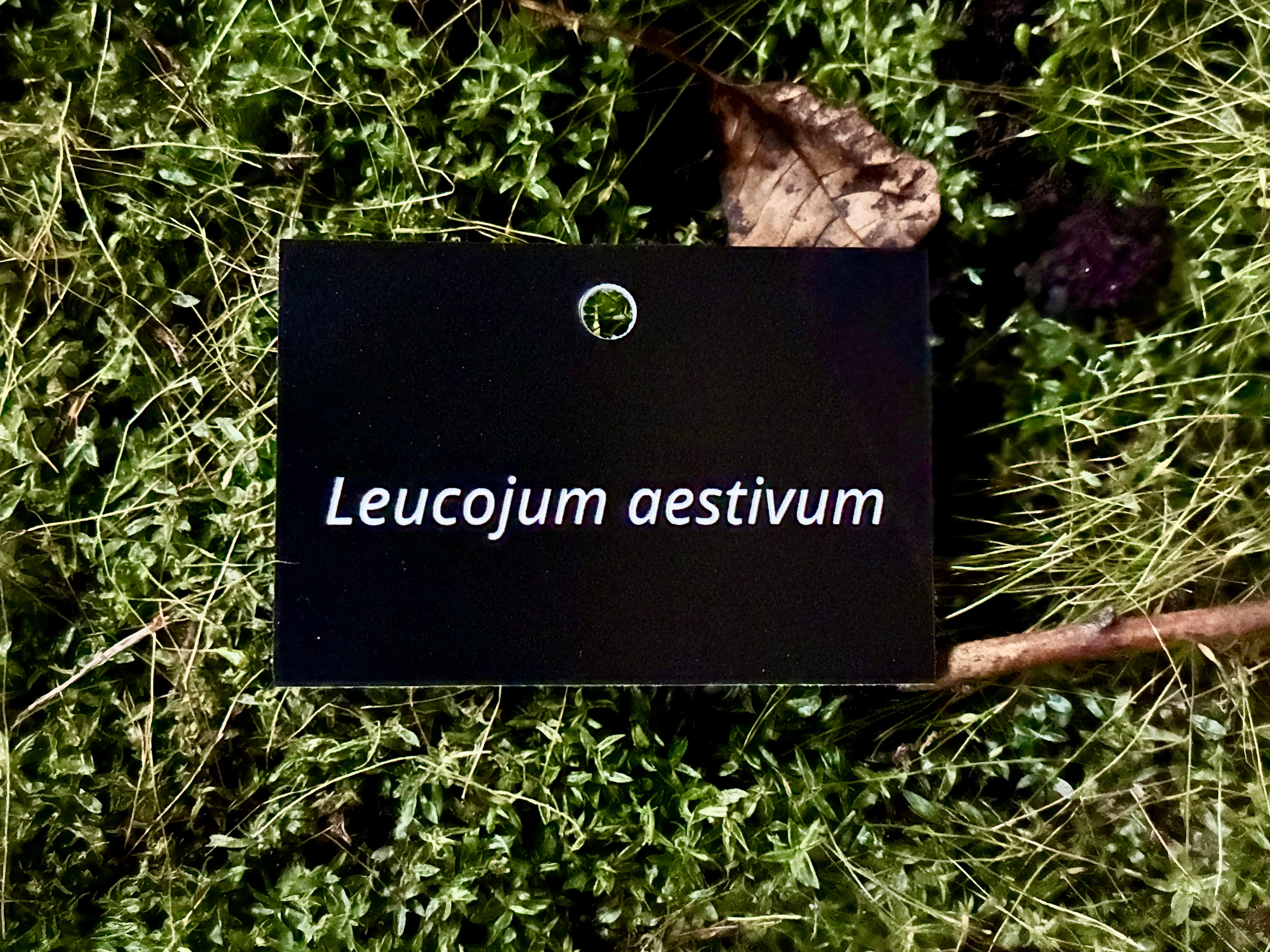 Leucojum aestivum - Plant label