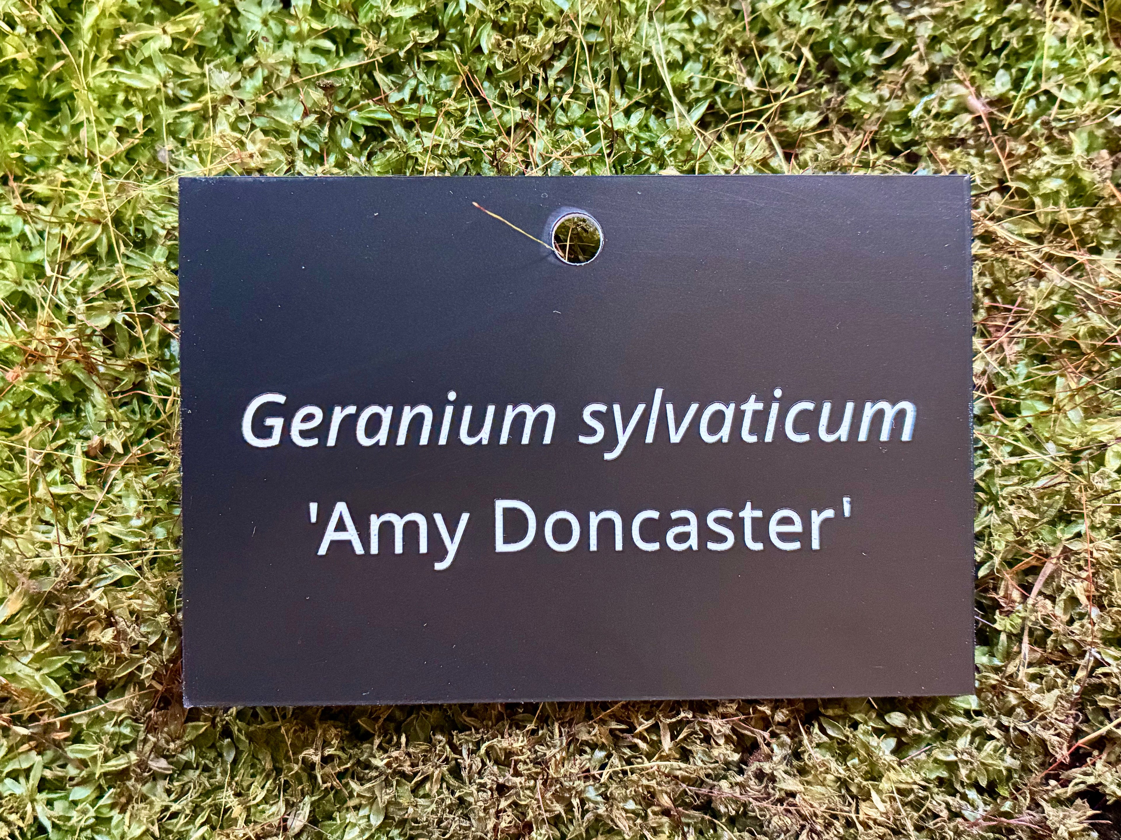 Geranium sylvaticum 'Amy Doncaster' - Plant label
