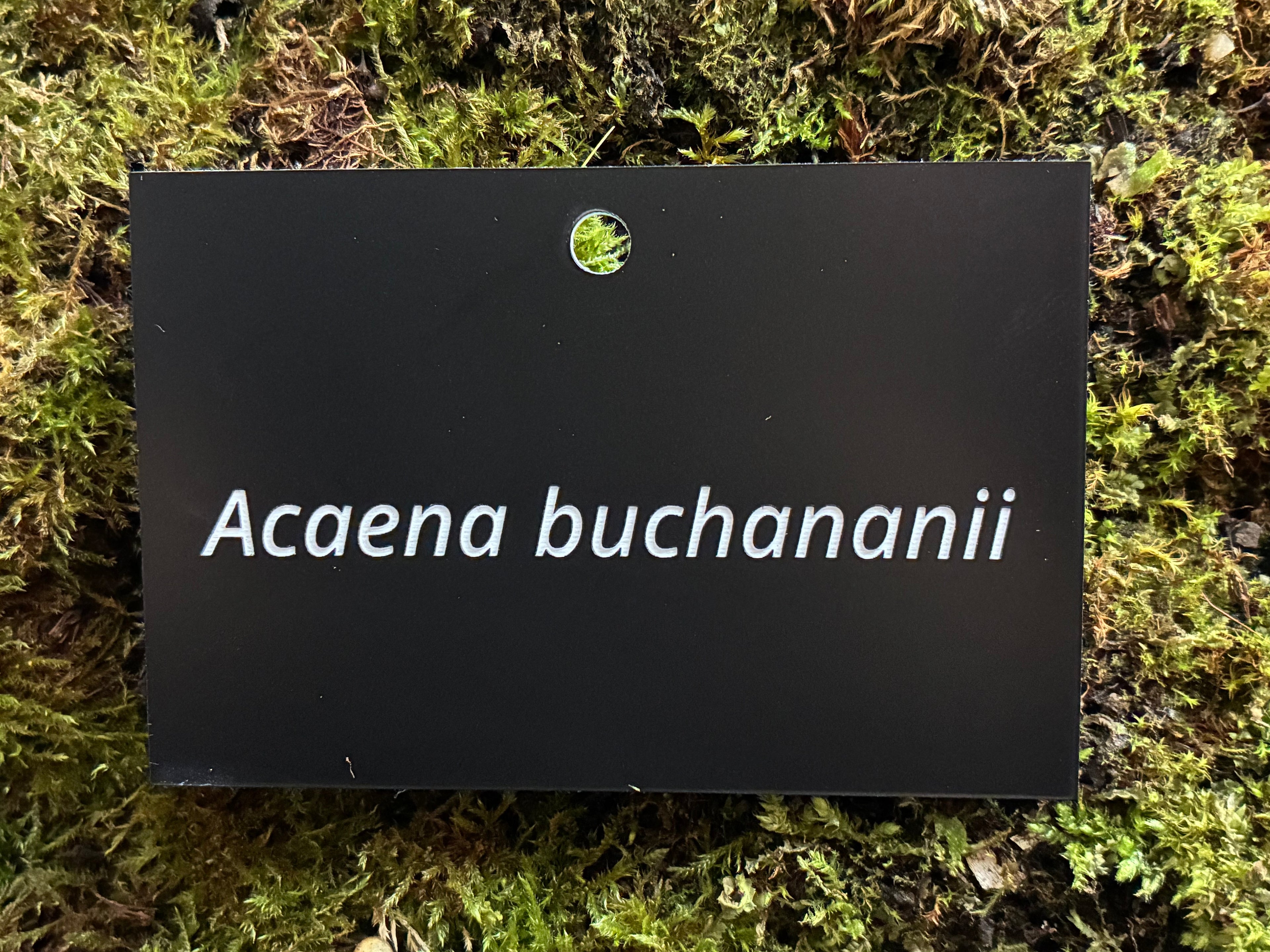 Acaena buchananii - Plant label