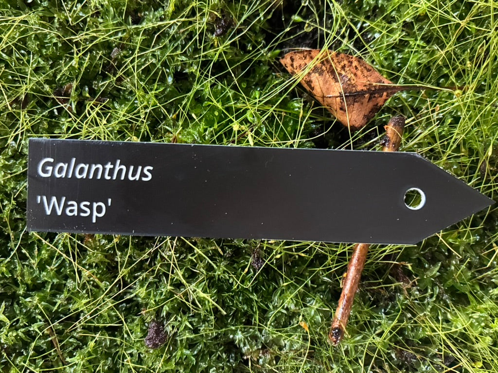 Galanthus 'Wasp' - Plant label