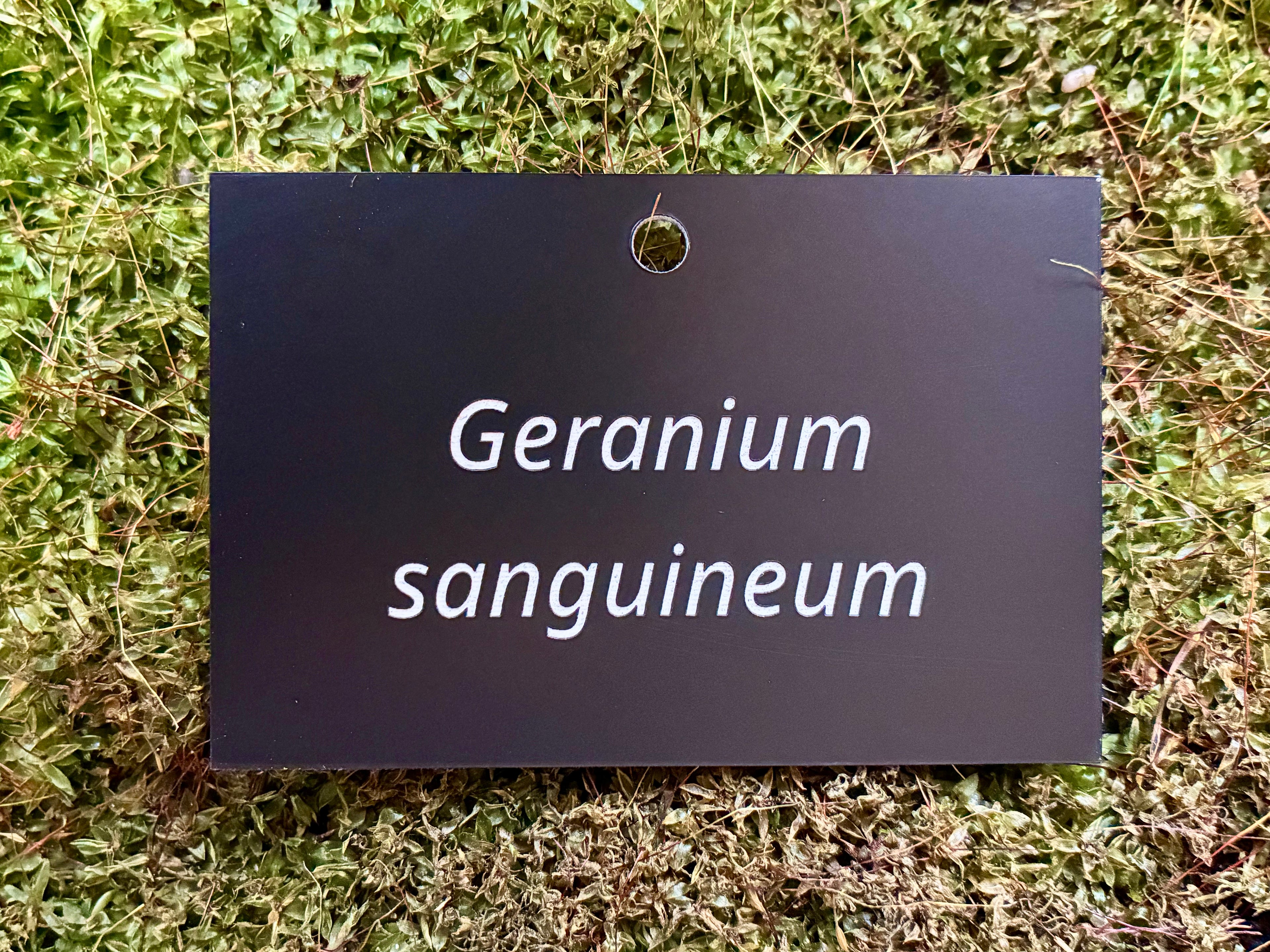 Geranium sanguineum - Plant label