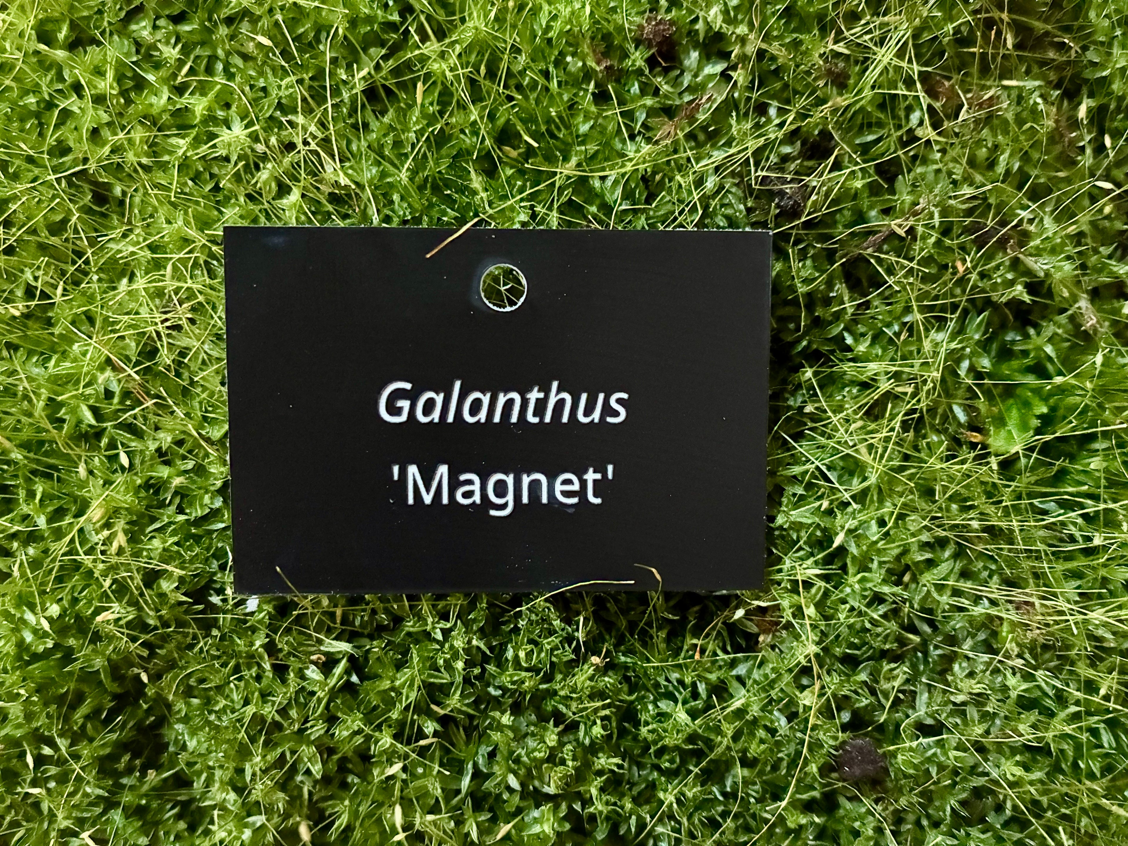 Galanthus 'Magnet' - Plant label
