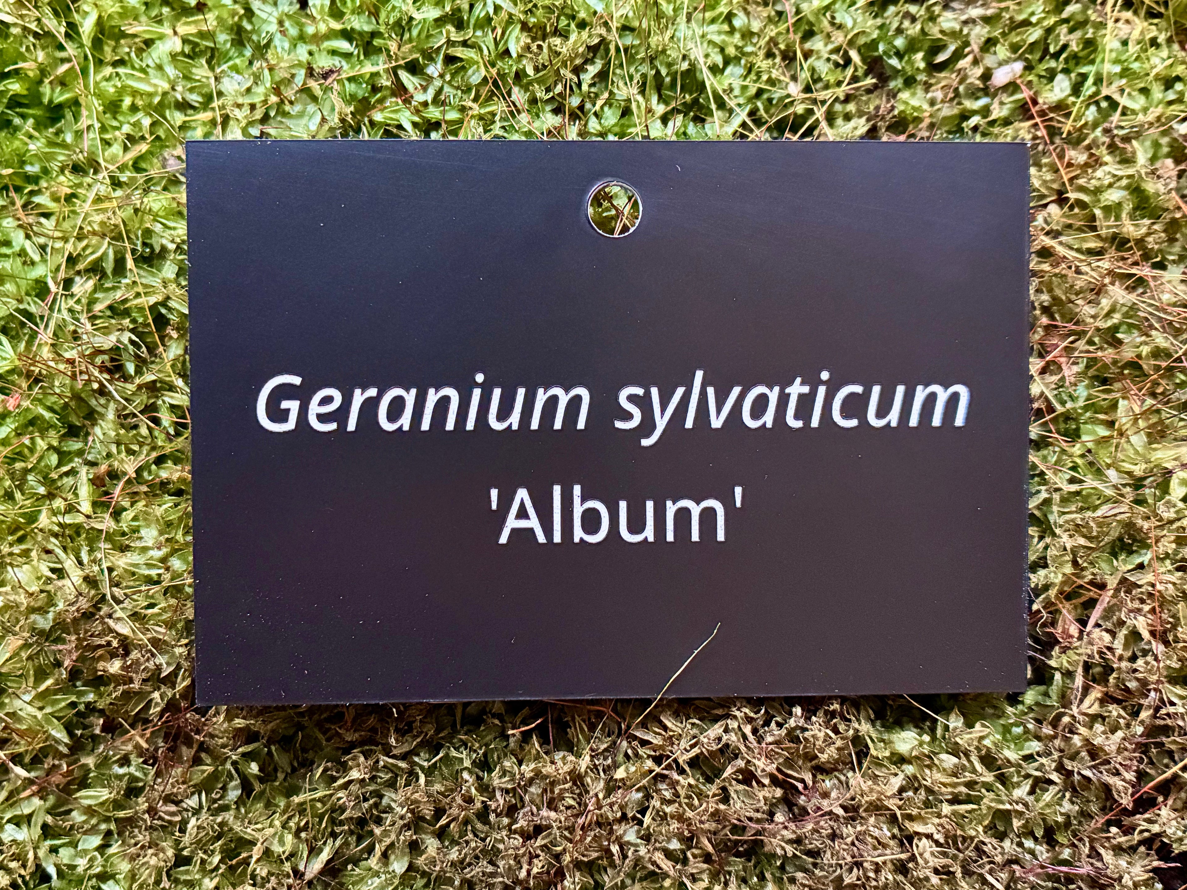 Geranium sylvaticum 'Album' - Plant label