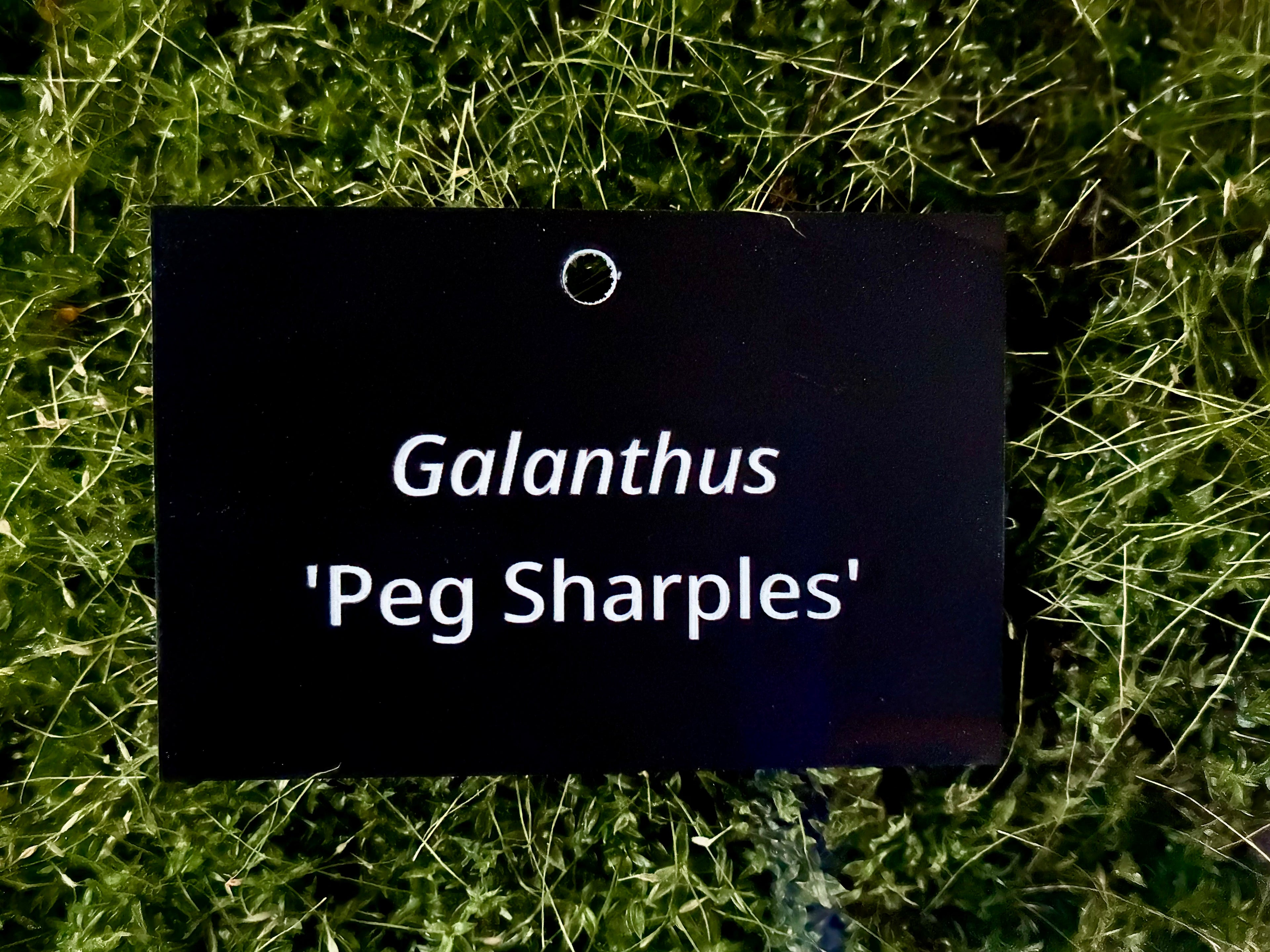 Galanthus 'Peg Sharples' - Plant label