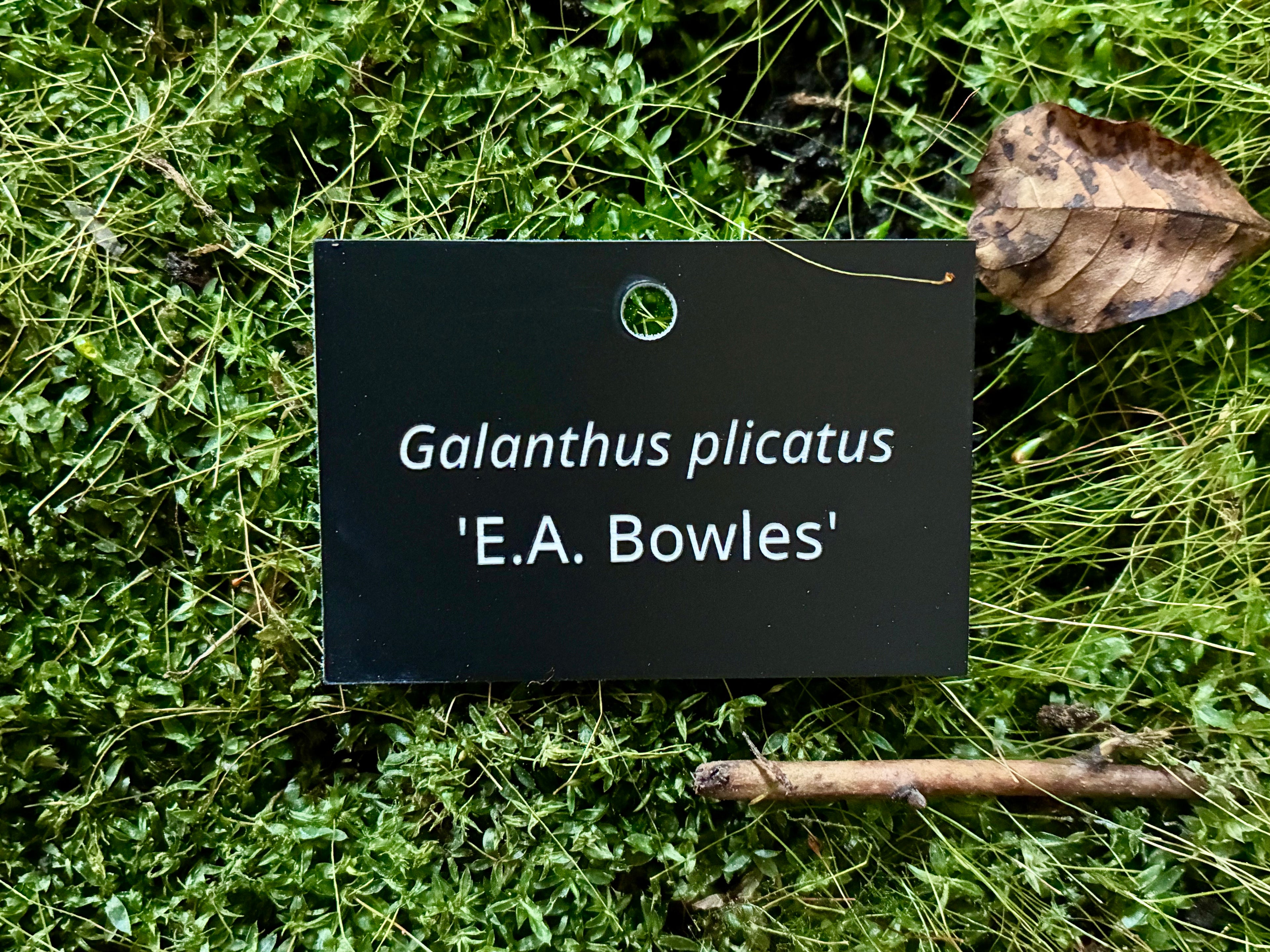 Galanthus plicatus 'E.A. Bowles' - Plant label