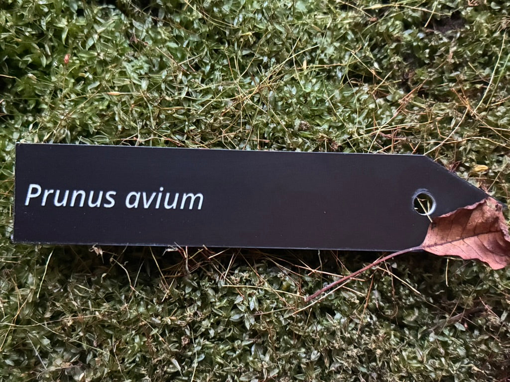 Prunus avium - Plant label