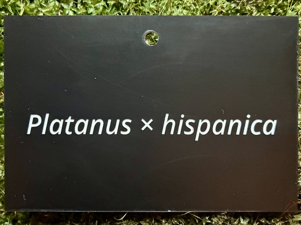 Platanus × hispanica - Plant label